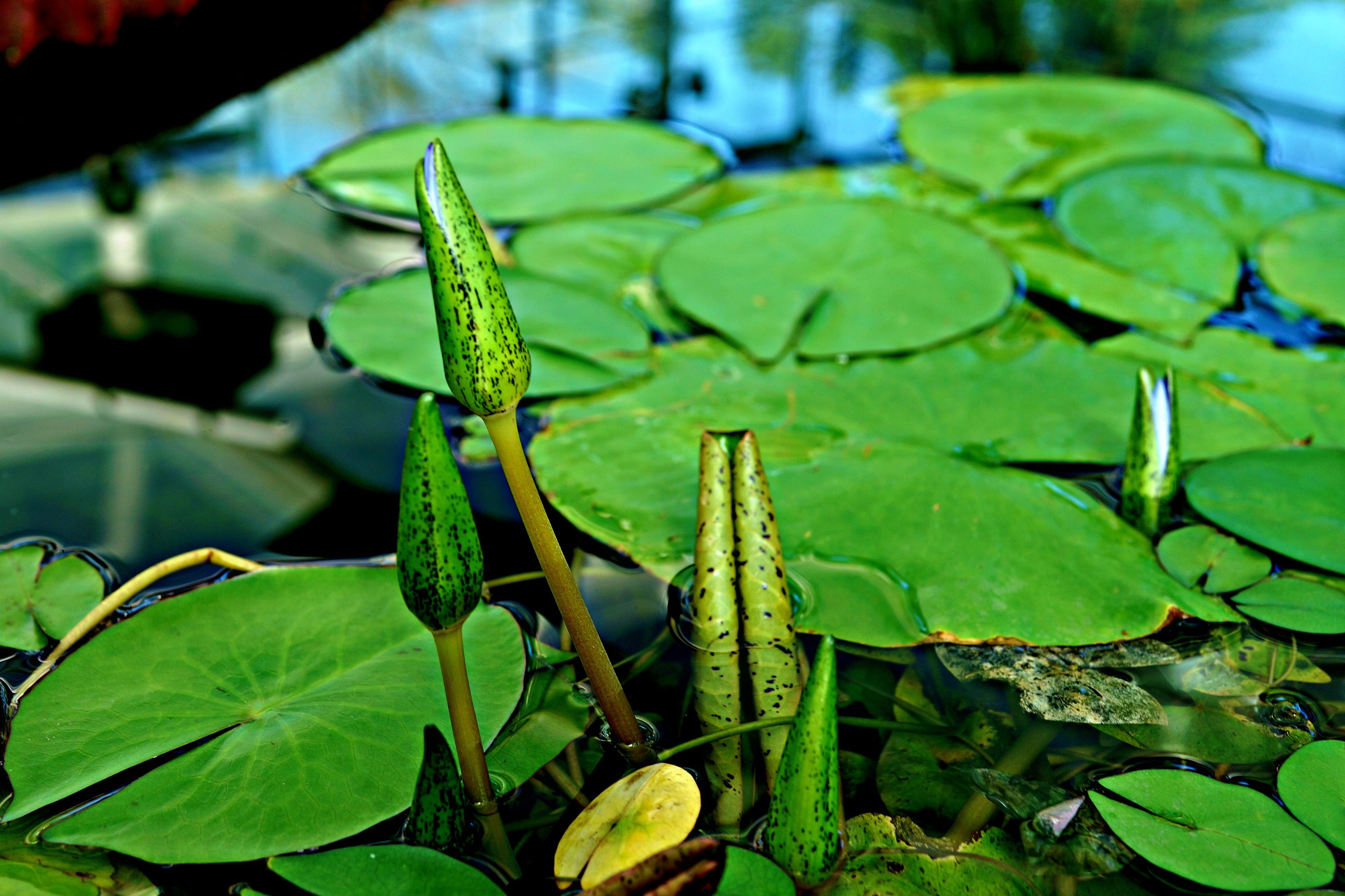 wet, leaves, freshness, nature, outdoors, lotus water lily, growth, plant part, young shoots, no people, swamp, beauty in nature, floating on water, plant, HD Wallpaper