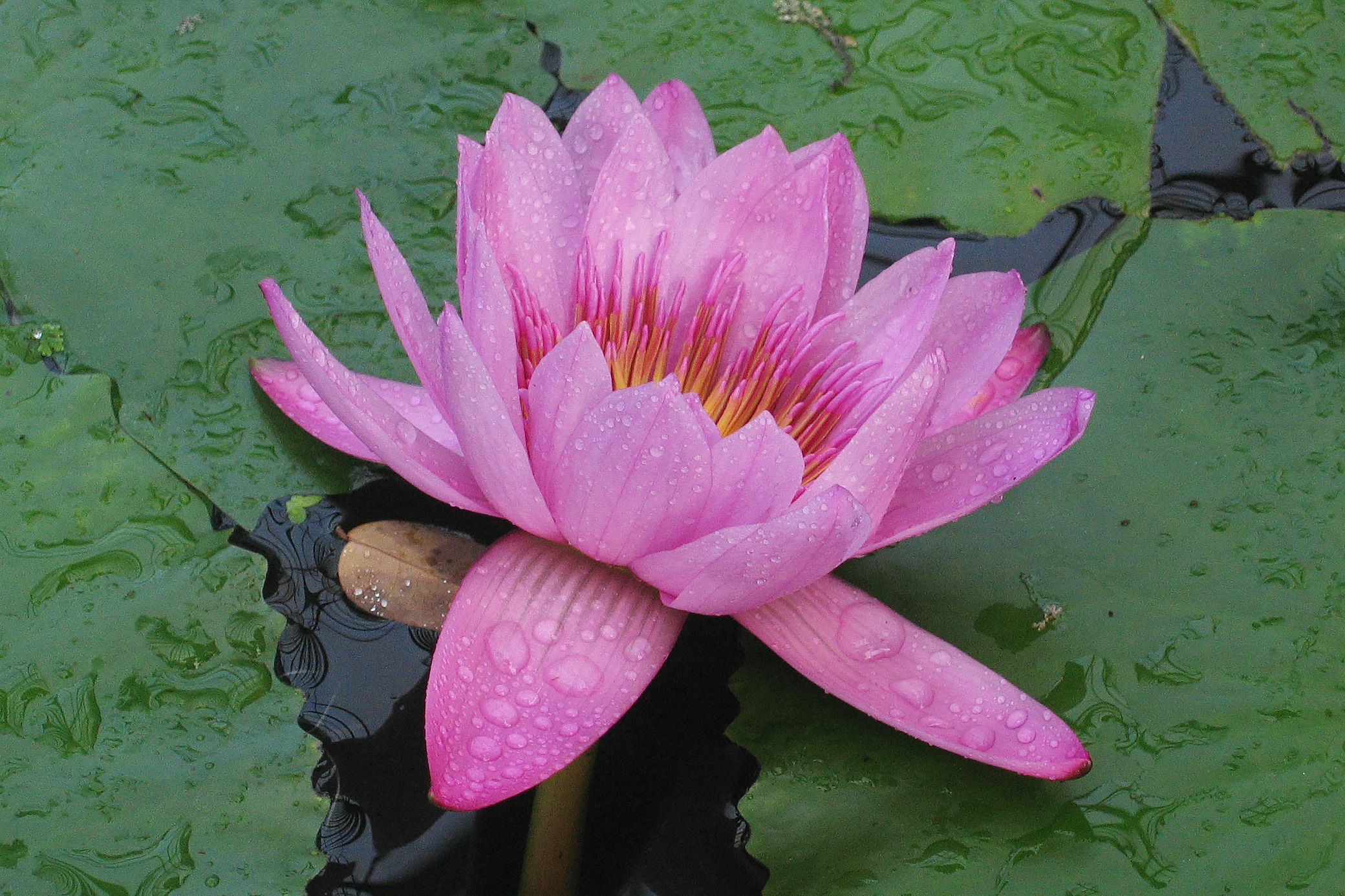 victoria amazonica, pink, water plant, outdoors, pond, flowers, flowering plant, flower, petal, pollen, flower Head, floating on water, water Lily, vulnerability, HD Wallpaper