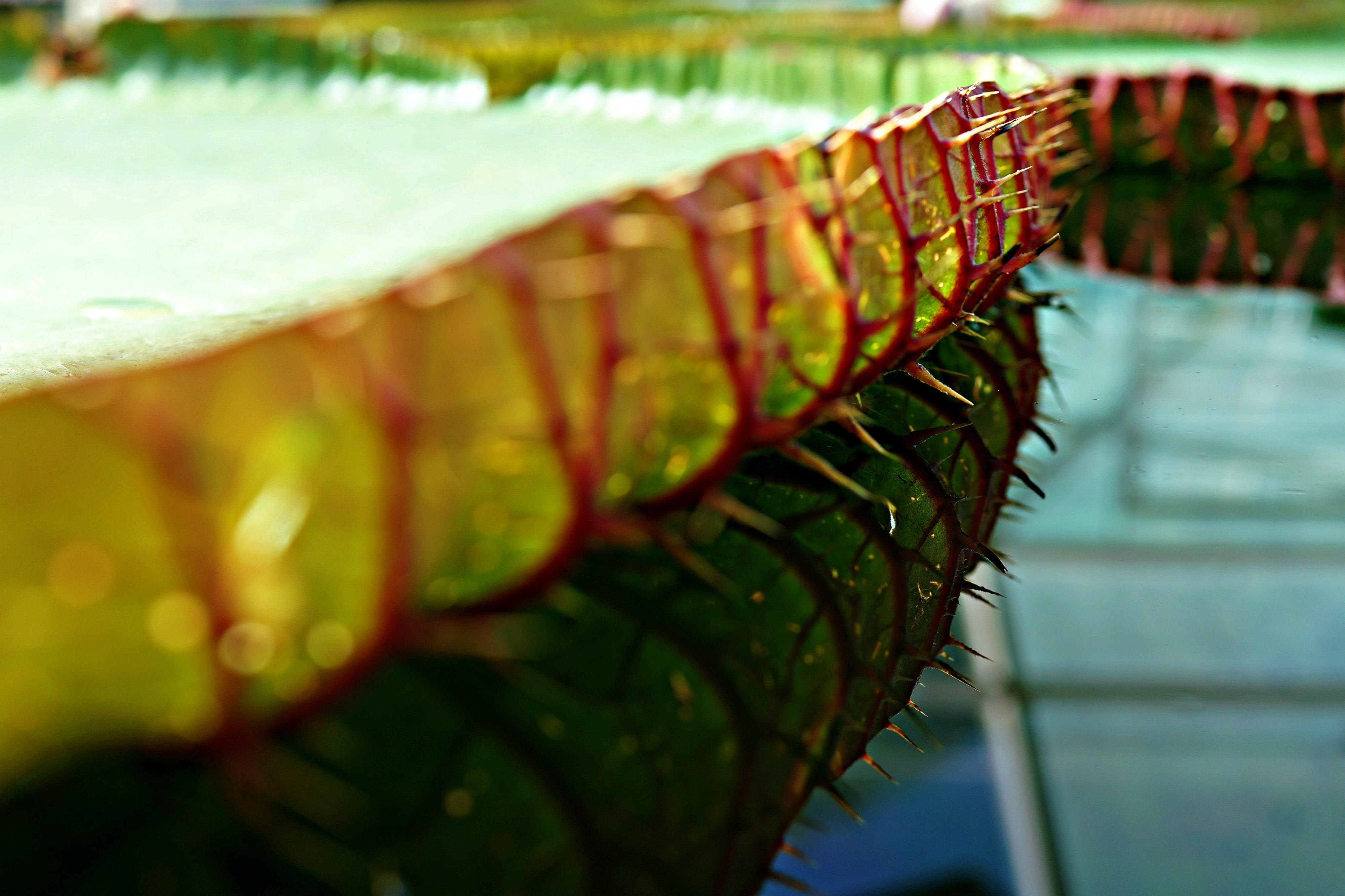 day, beware, repetition, victoria amazonica, religion, nature, abundance, reflection, plant part, 4K, fruit, outdoors, wood - material, focus on foreground, HD Wallpaper