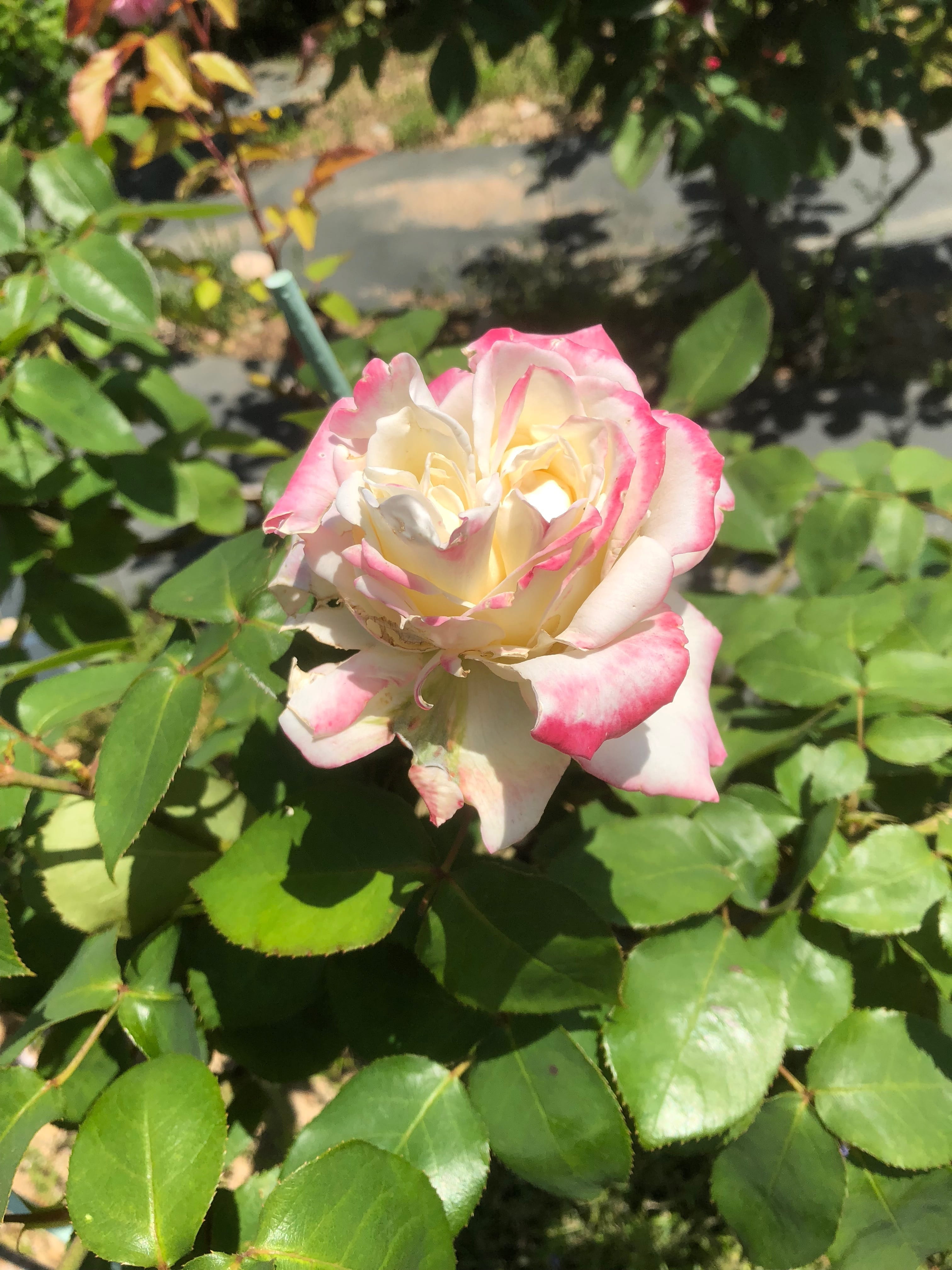 flower head, growth, outdoors, flowers, fragility, petal, plant part, garden, day, rose - flower, rose, plant, vulnerability, freshness, flowering plant, Phone HD Wallpaper