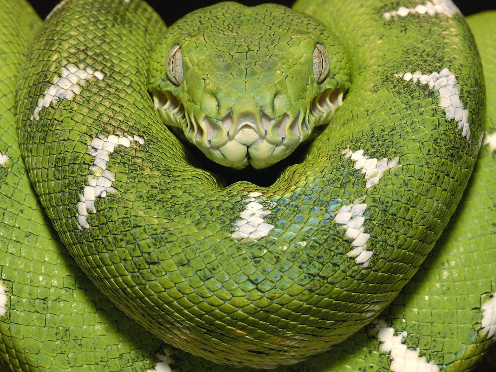 sign, animal body part, Equador, Amazon, animal wildlife, warning sign, day, nature, animal, animal head, vertebrate, close-up, communication, reptile, HD Wallpaper