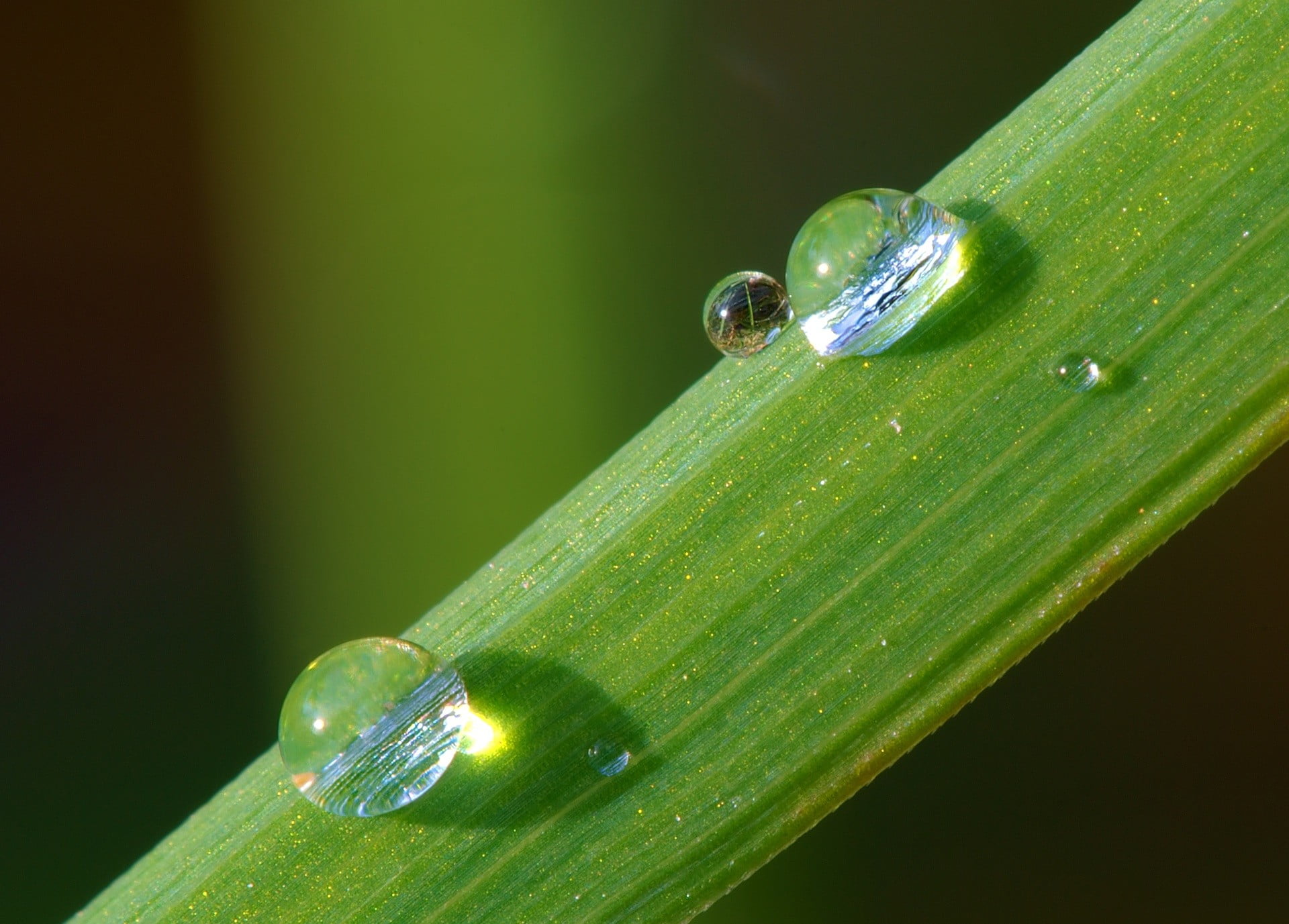 macro, purity, drop, animal, animals in the wild, animal wildlife, focus on foreground, outdoors, leaves, leaf, 1080P, green color, water, green, plant, HD Wallpaper