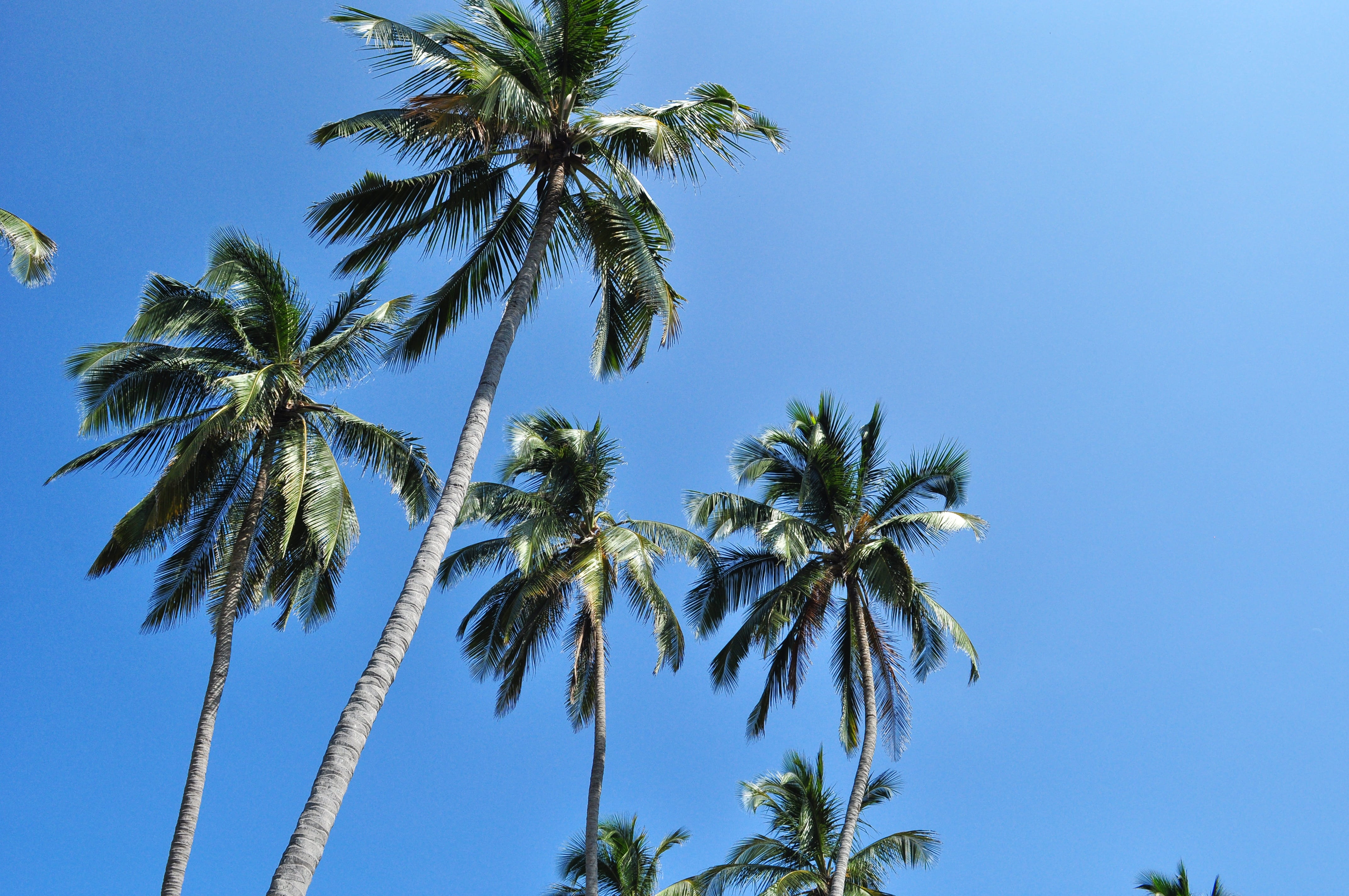 Beach, plant, nature, growth, sunny, blue, green color, tall - high, beauty in nature, tropical tree, tranquility, coconut palm tree, low angle view, palm tree, HD Wallpaper