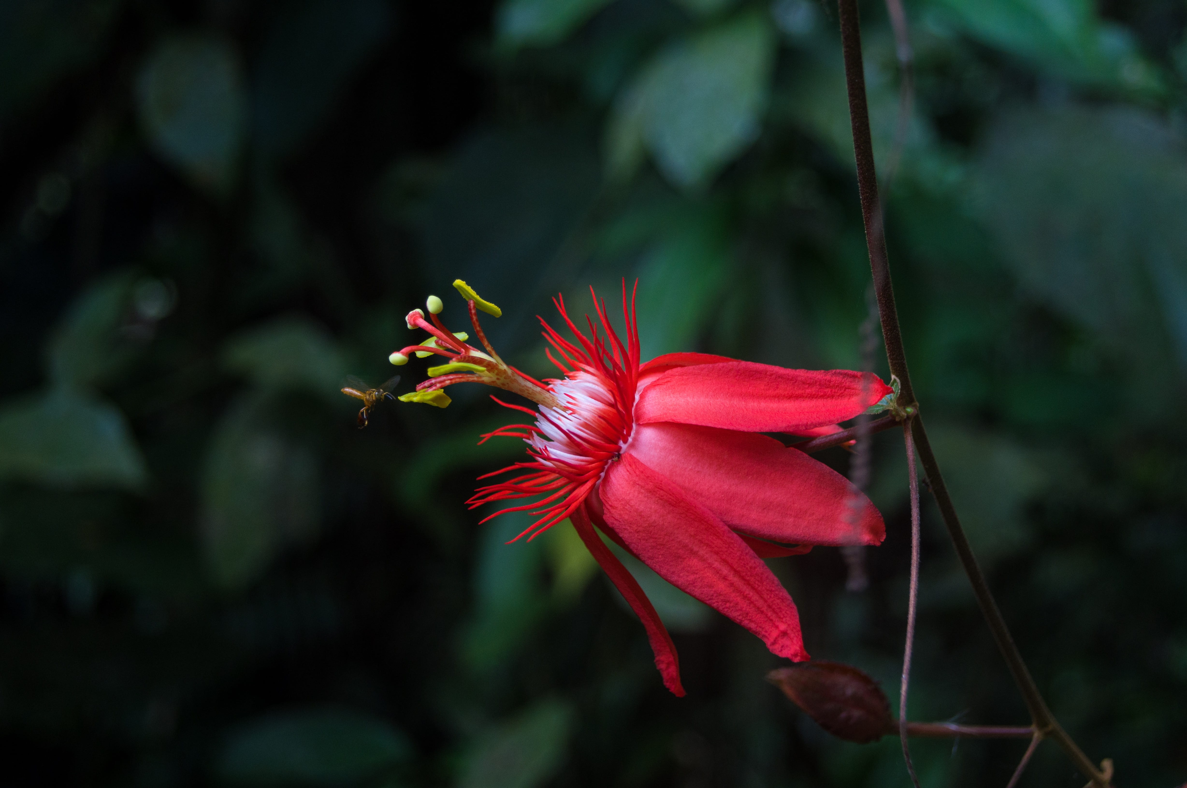 focus on foreground, hibiscus, photography, rainforest, jungle, fragility, growth, macro, flower, sony, vulnerability, tayrona, outdoors, botany, nature, HD Wallpaper