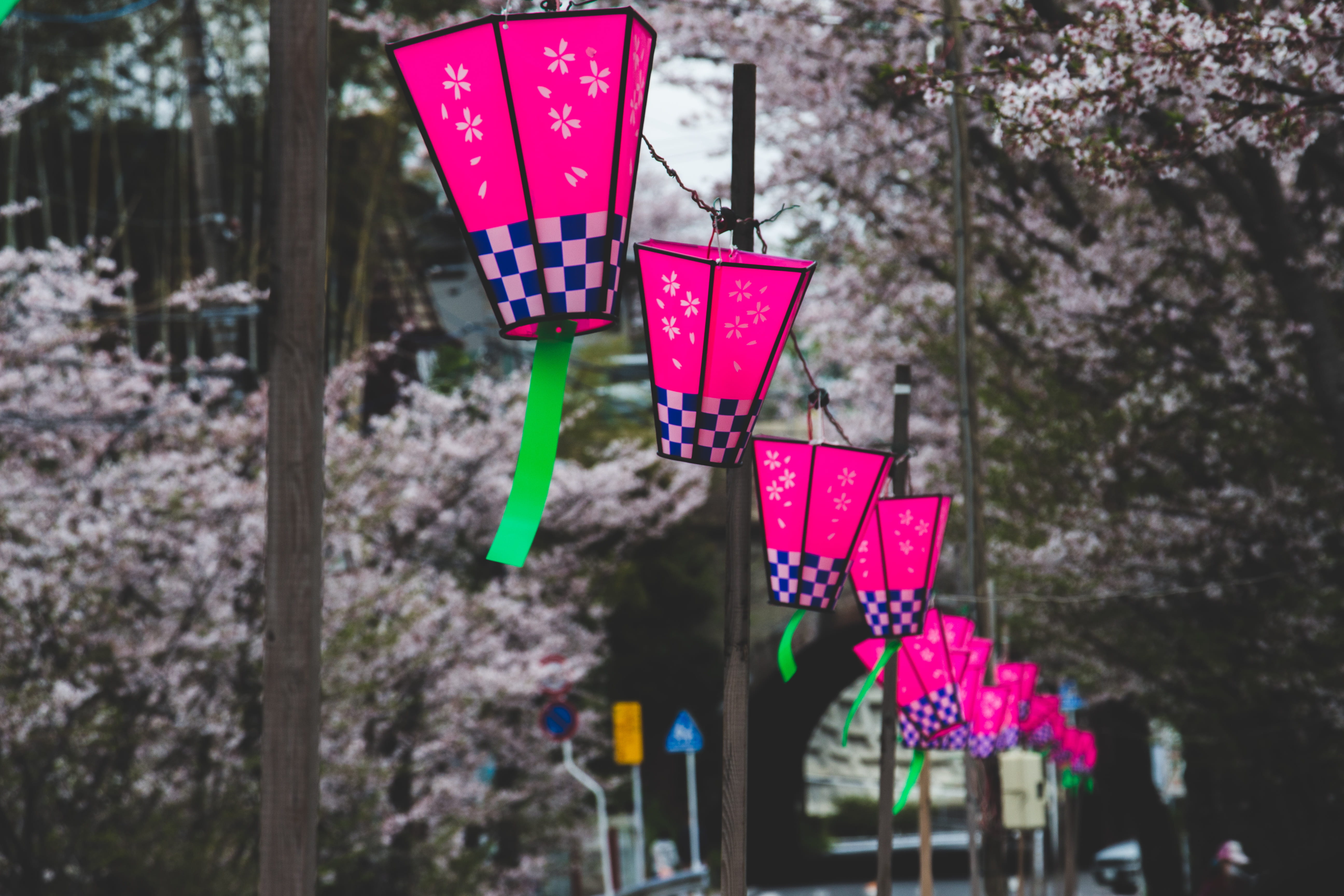 festival, narita, street, plant, lanterns, growth, park, tree, purple, lighting equipment, trees, hanging, close-up, selective focus, outdoors, pink color, HD Wallpaper