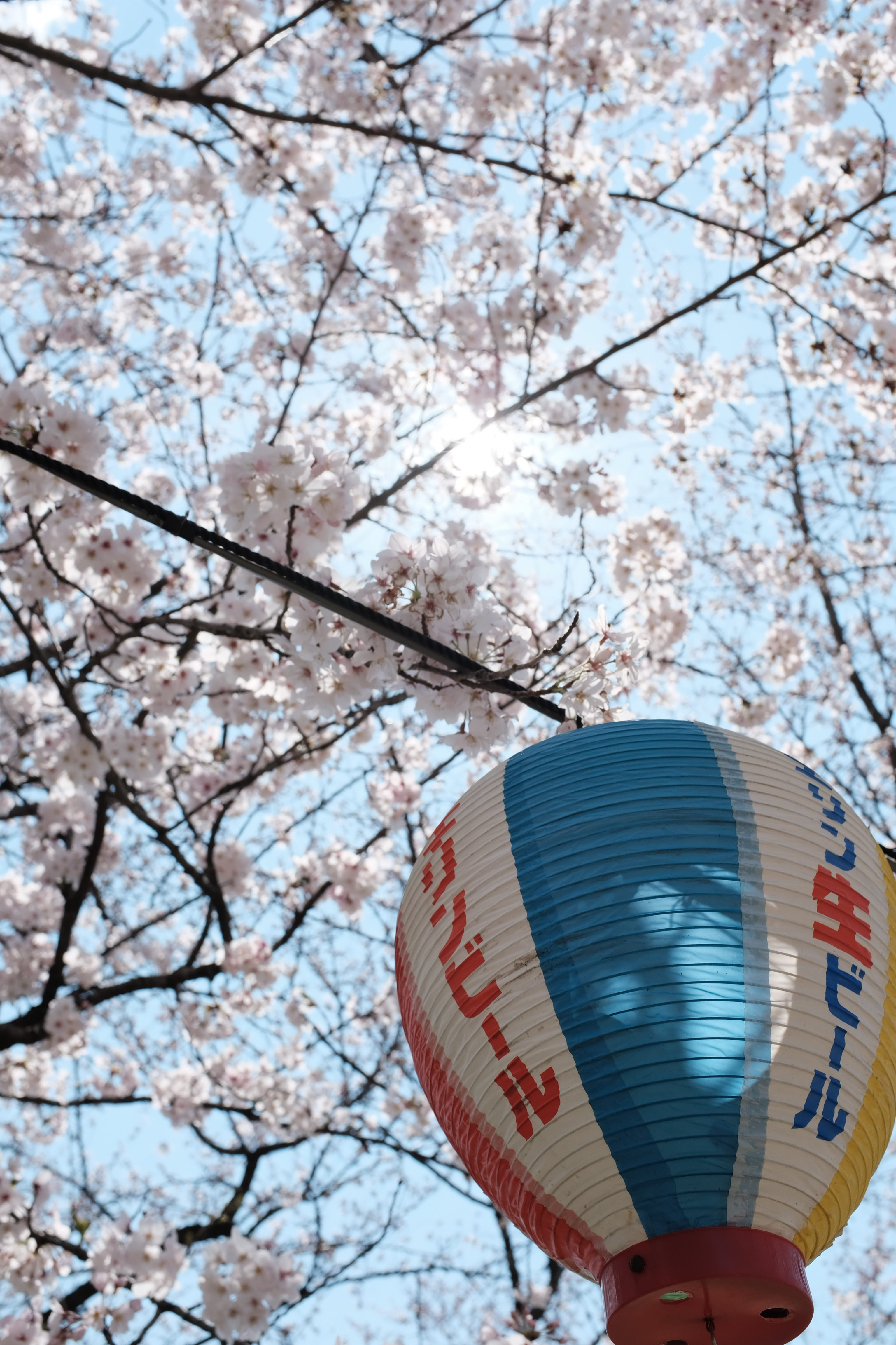 unrecognizable person, tree, fragility, human hand, 4K, balloon, finger, flower, sakura, nature, ball, low angle view, matsuyama, petal, spring, springtime, Phone HD Wallpaper