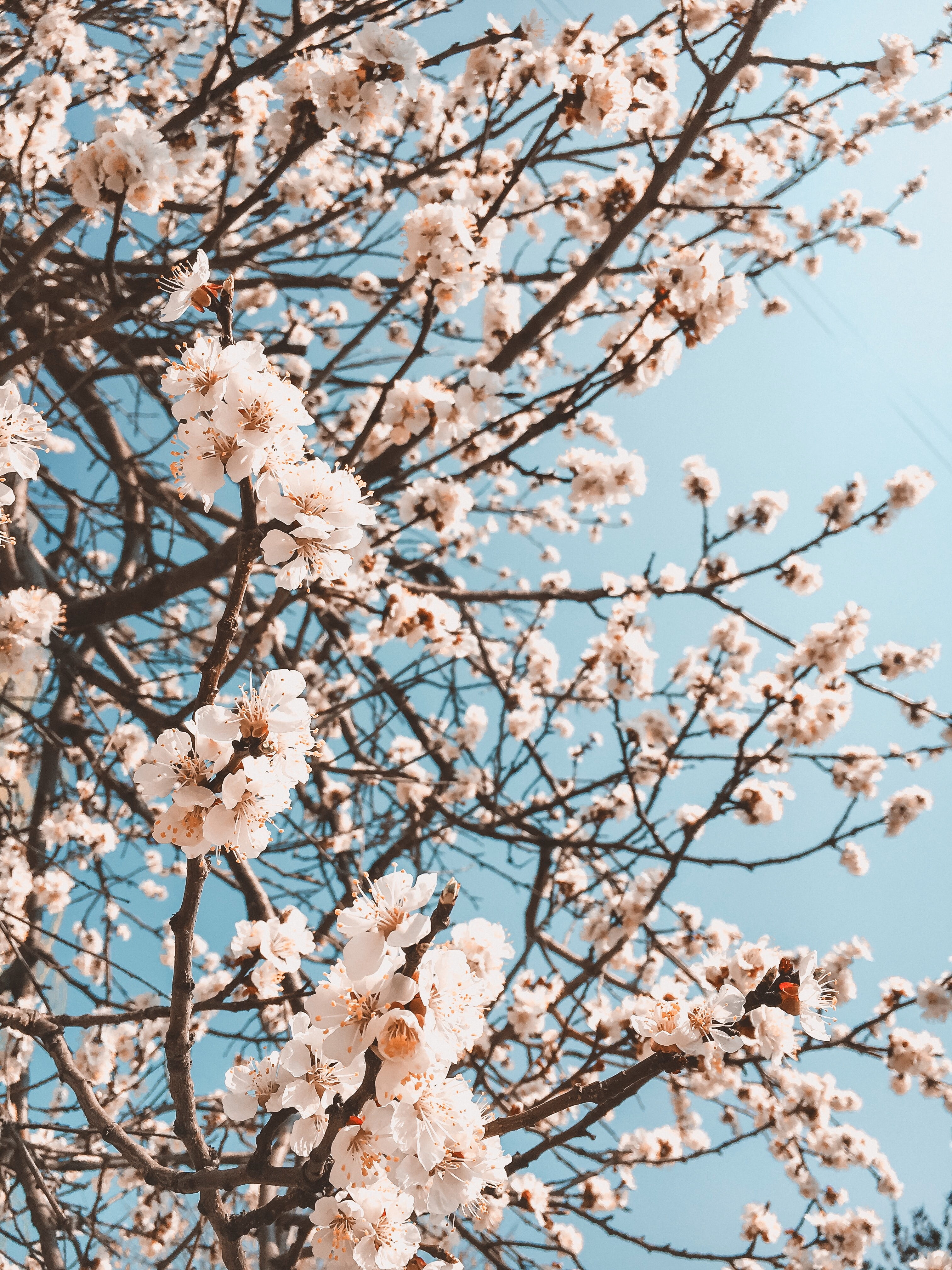 orchid, day, planting, vulnerability, sky, flowering plant, freshness, flower, tree trunk, white color, ditch, petal, beauty in nature, peony, food, tree, Phone HD Wallpaper
