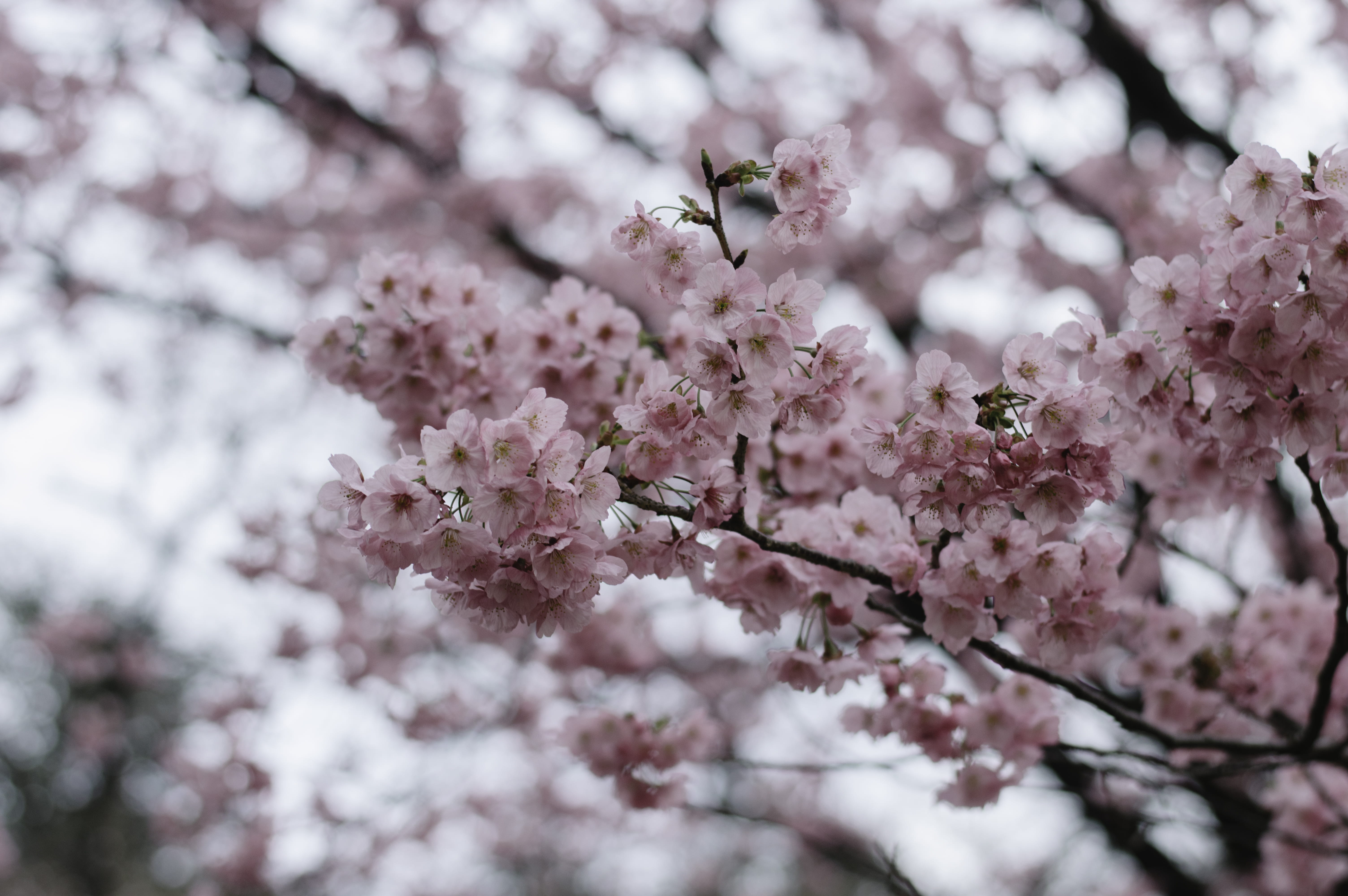 jar, growth, outdoors, flowering plant, nature, selective focus, petal, festival, pink color, close-up, tree, clothing, plant, green tea, 5K, food, flower head, HD Wallpaper
