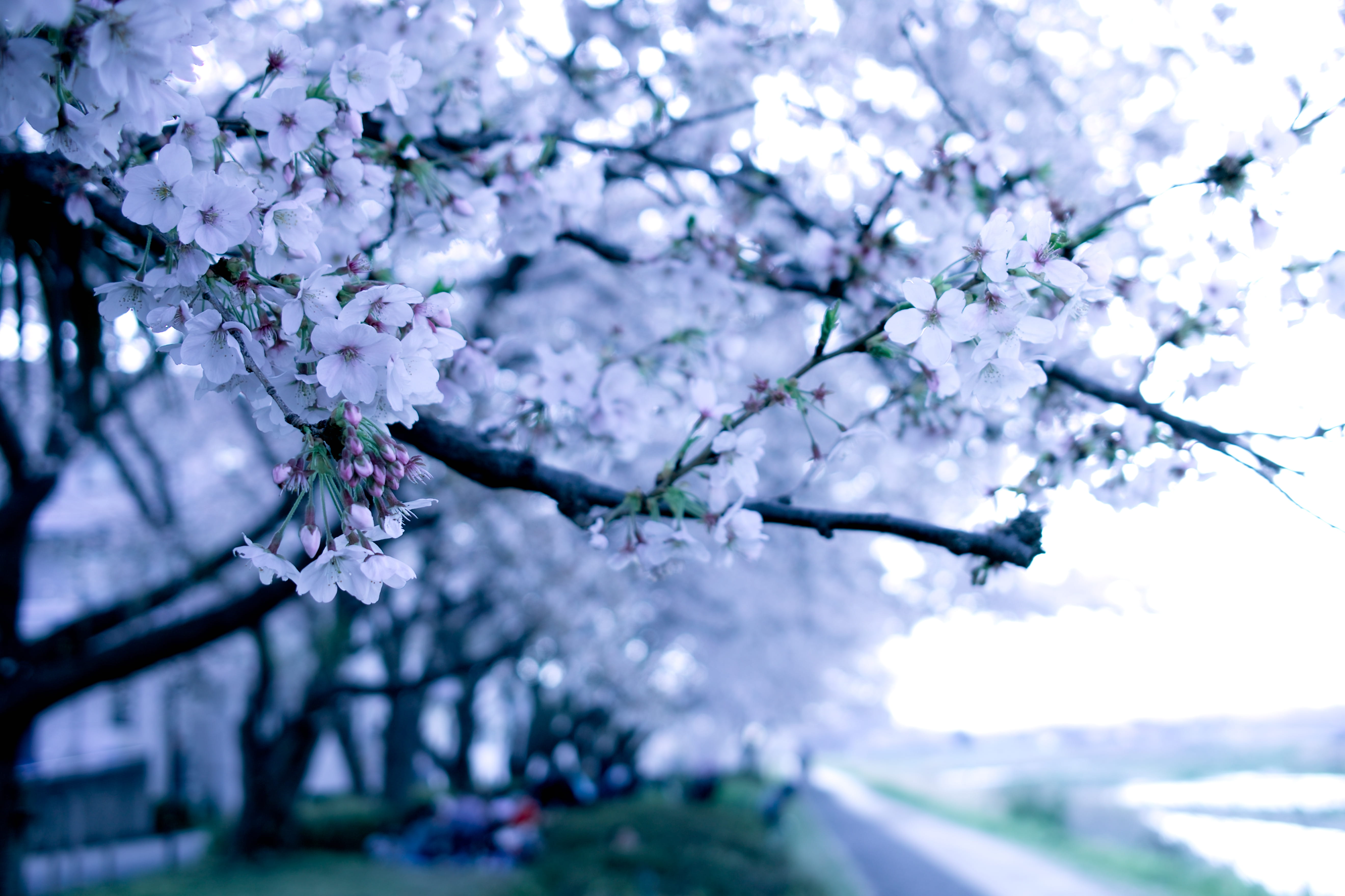 apparel, plant, no people, cherry tree, freshness, springtime, tree, petal, close-up, cherry blossom, focus on foreground, spring, festival, fragility, HD Wallpaper