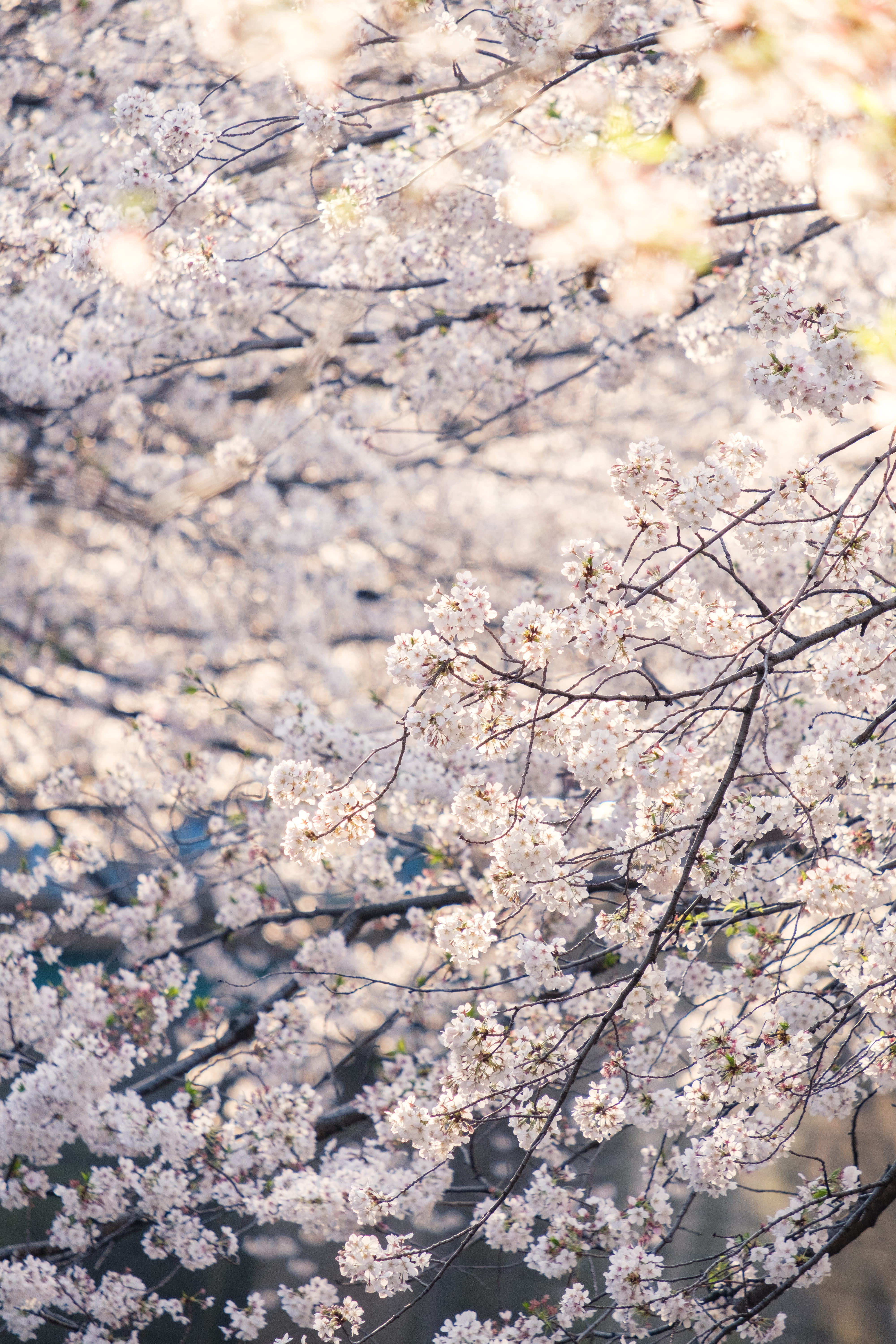 blossom, apparel, suit, spring, cherry blossom, growth, morning, plant, white, 5K, ditch, crowd, meguro, festival, day, no people, nature, tuxedo, flower head, Phone HD Wallpaper