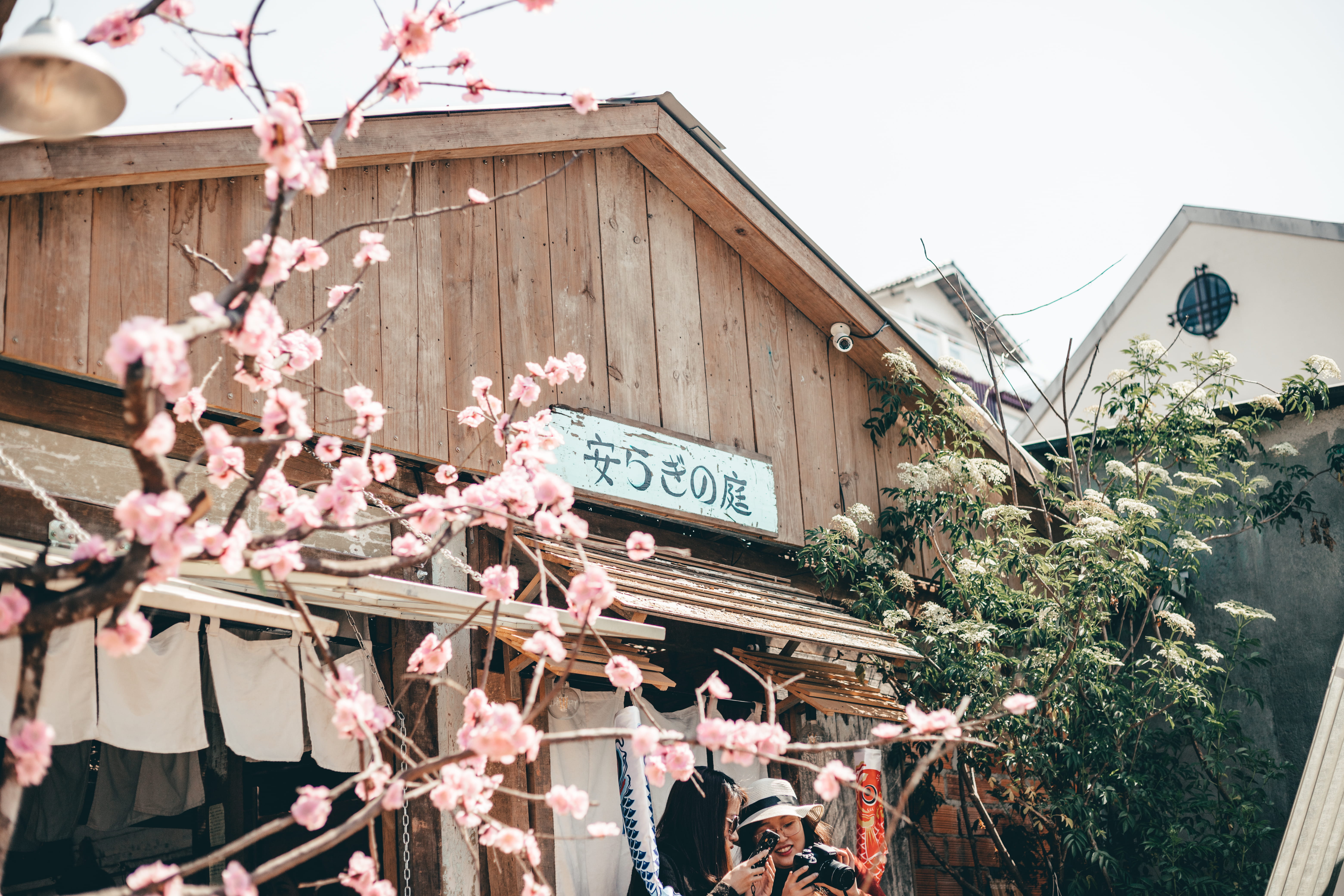 wooden, architecture, cherry tree, urban, freshness, 5K, tourists, cherry blossom, traditional, flowering plant, landscape, tree, low angle view, springtime, HD Wallpaper