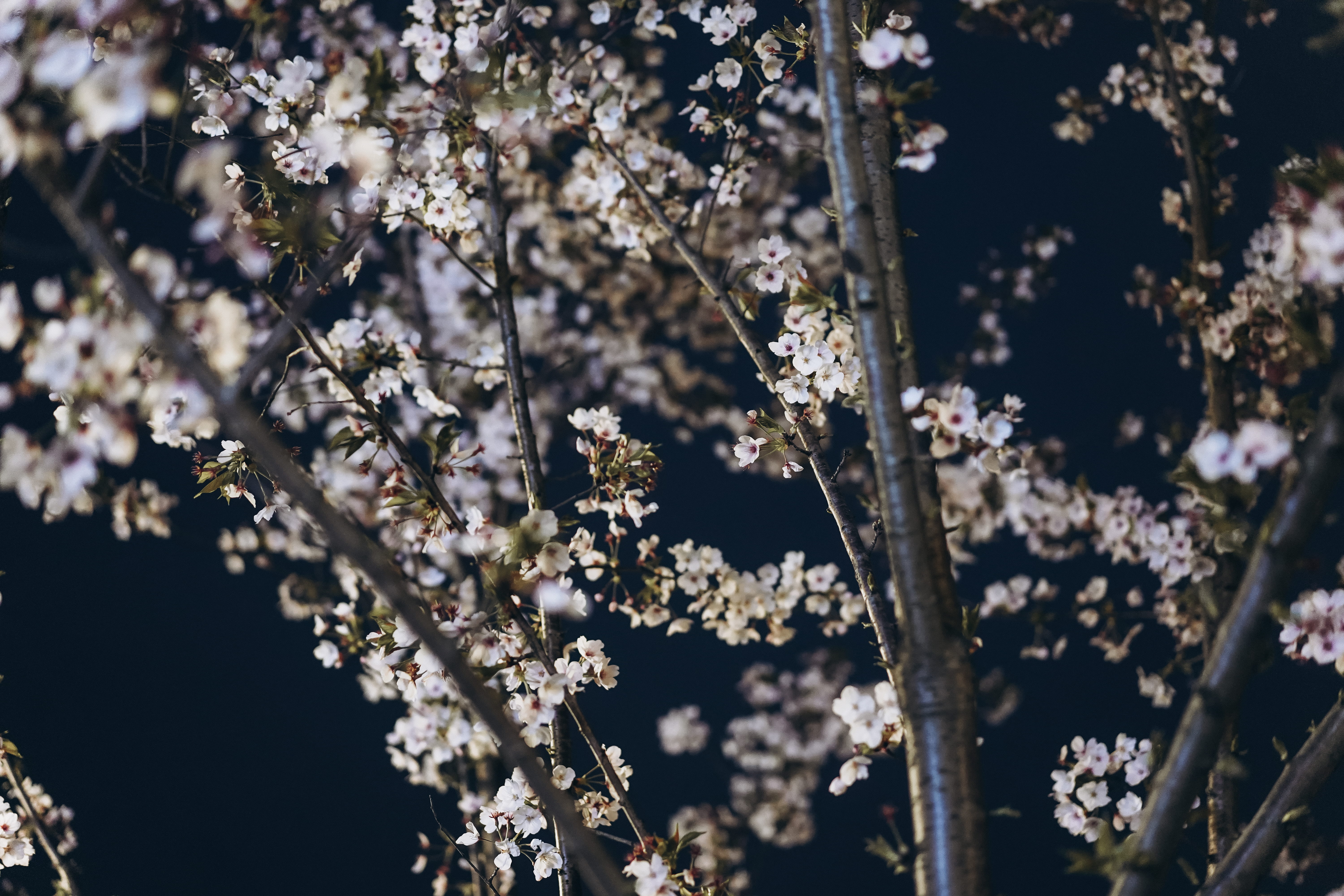 spring, crocus, vulnerability, outdoors, planting, white color, petal, anemone, night, nature, flower head, crowd, pet, no people, freshness, close-up, HD Wallpaper