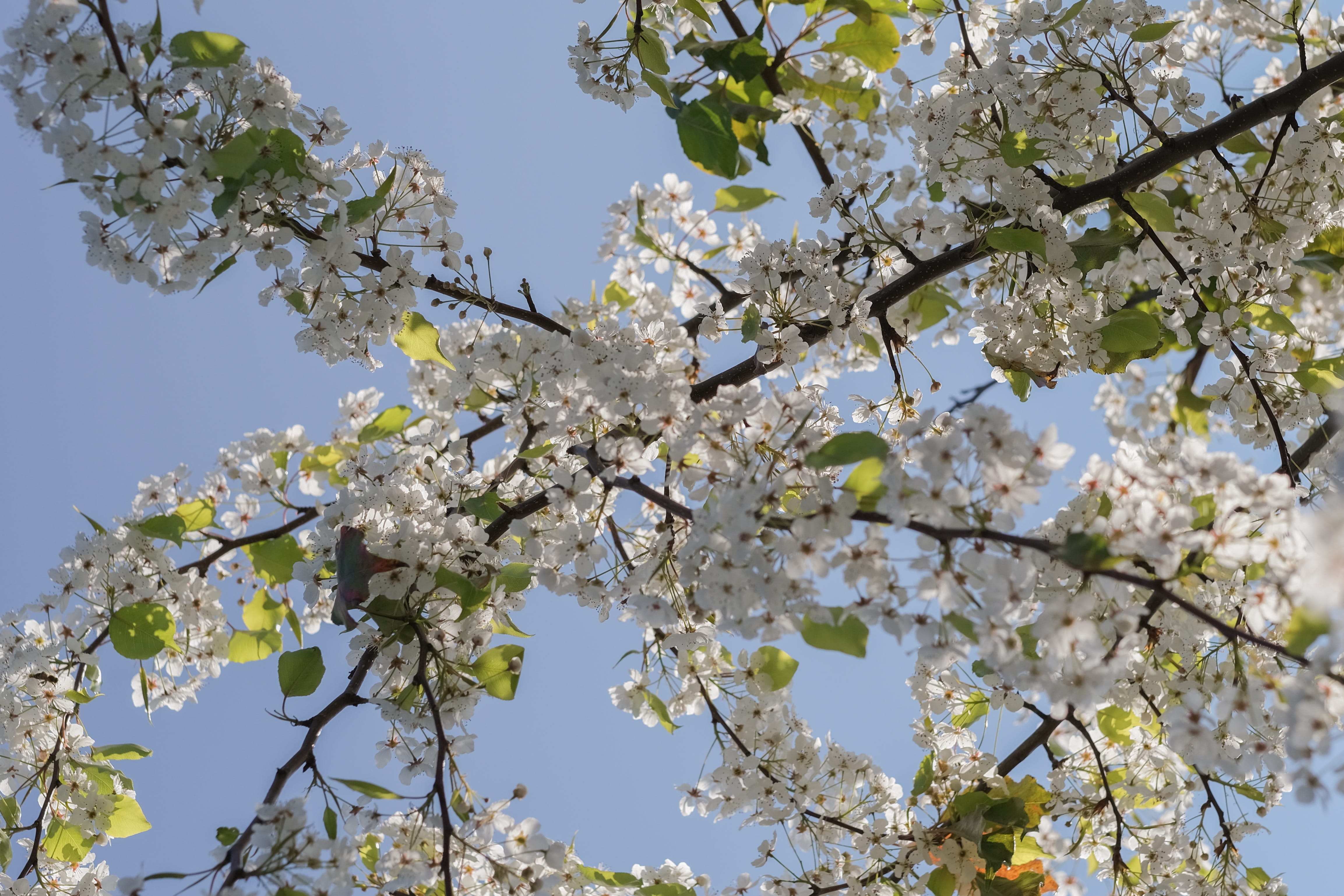 planting, pollen, goggles, fragility, no people, accessories, animal, low angle view, sky, spring, blossom, springtime, flowering plant, crowd, petal, nature, HD Wallpaper