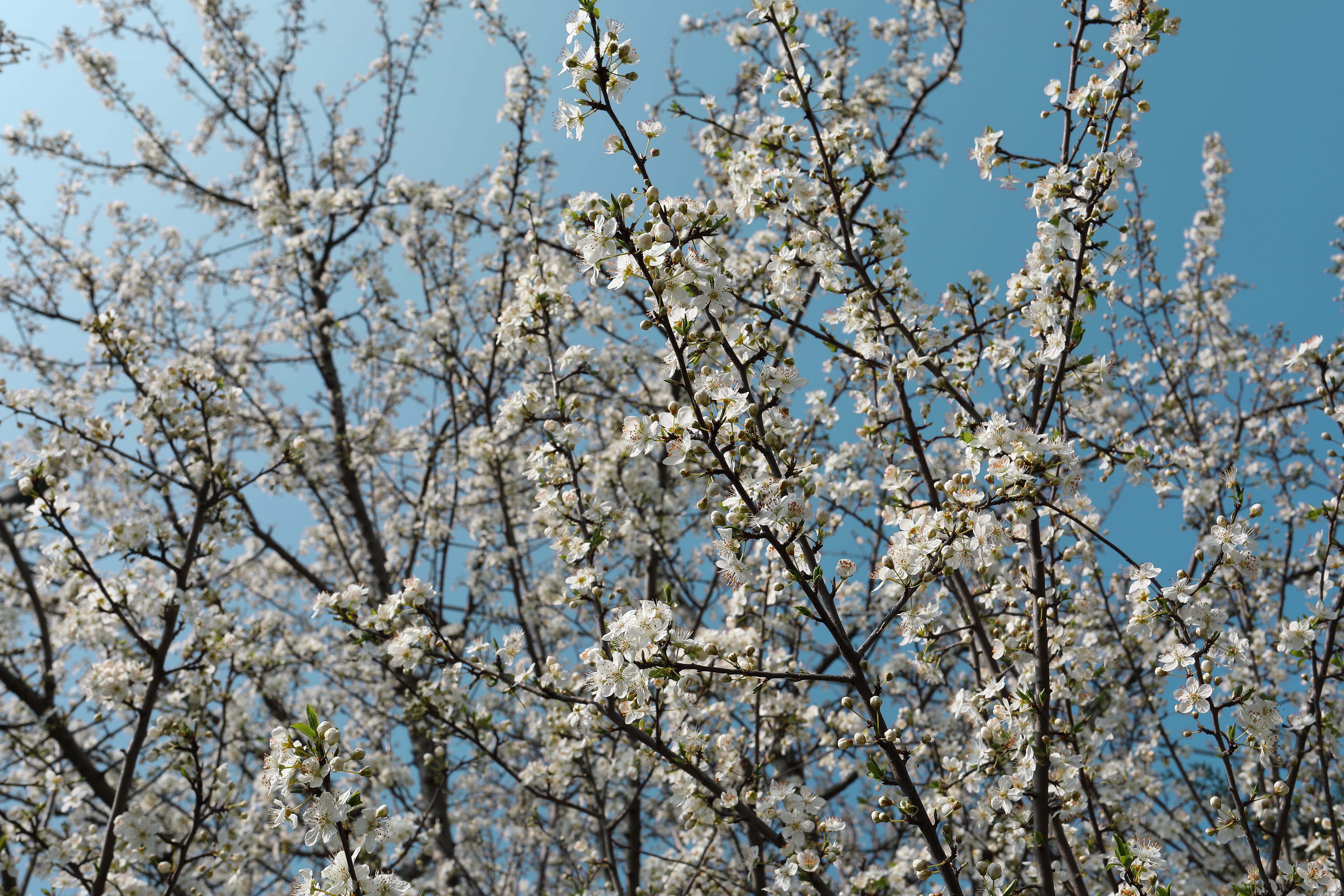 outdoors, asphalt, freshness, beauty in nature, clear sky, low angle view, 5K, spring, plant, fragility, nature, ditch, tarmac, flower, pollen, tree, sky, HD Wallpaper