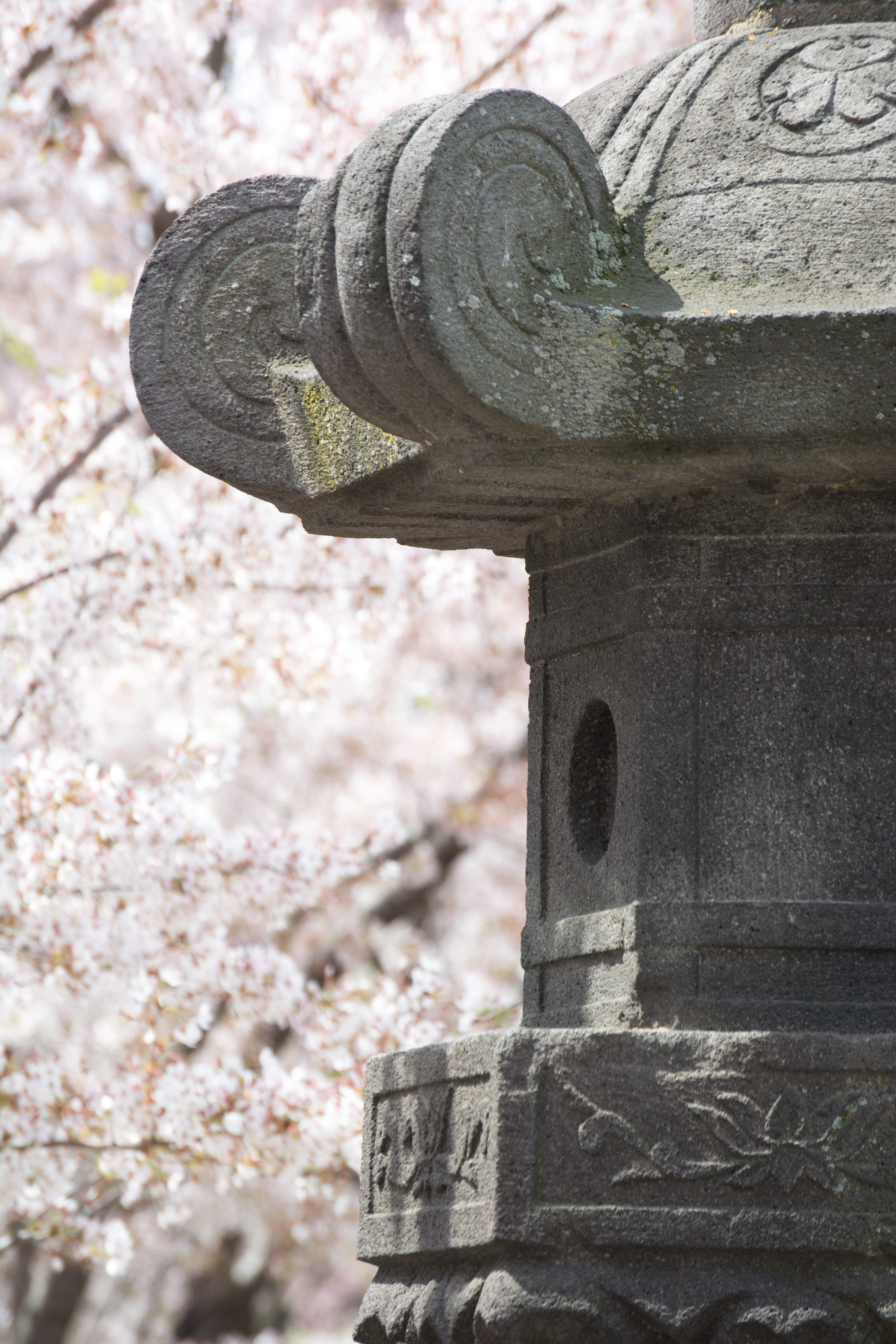 animal, tree, 5K, festival, cannon, outdoors, symbol, cherry blossoms, cross, military, metal, bird, history, flower, close-up, art and craft, tomb, blossom, Phone HD Wallpaper