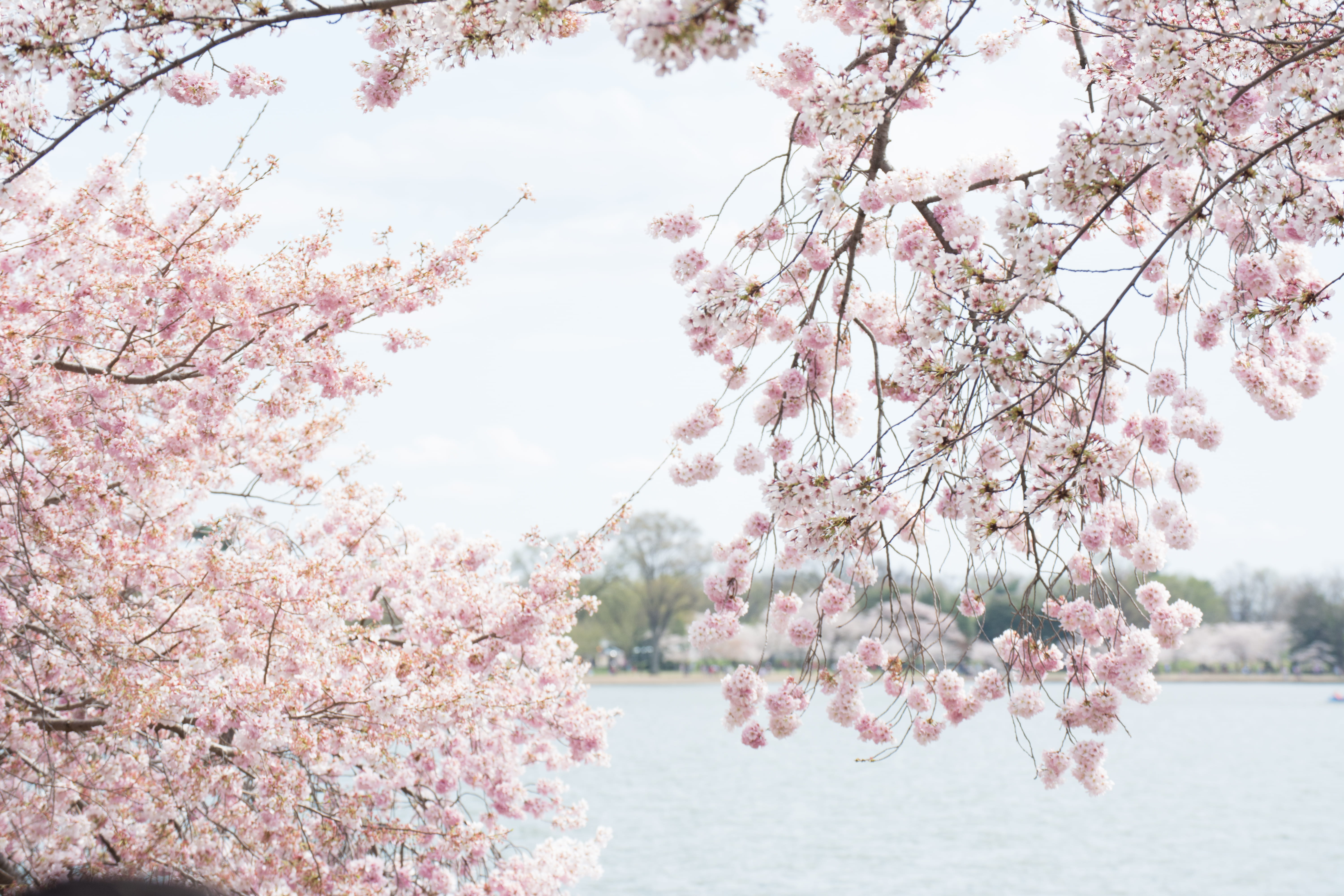 flowering plant, vulnerability, beauty in nature, cherry tree, water, flower head, springtime, 5K, long sleeve, sky, tree trunk, tree, blossom, freshness, HD Wallpaper