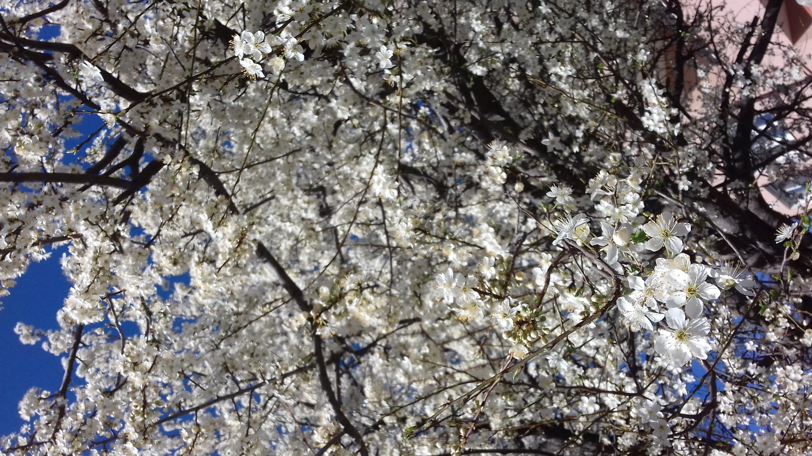 2K, greenhouse, fragility, branch, cherry tree, banner, vulnerability, text, outdoors, ditch, tree, beauty in nature, petal, close-up, white color, blossom, HD Wallpaper