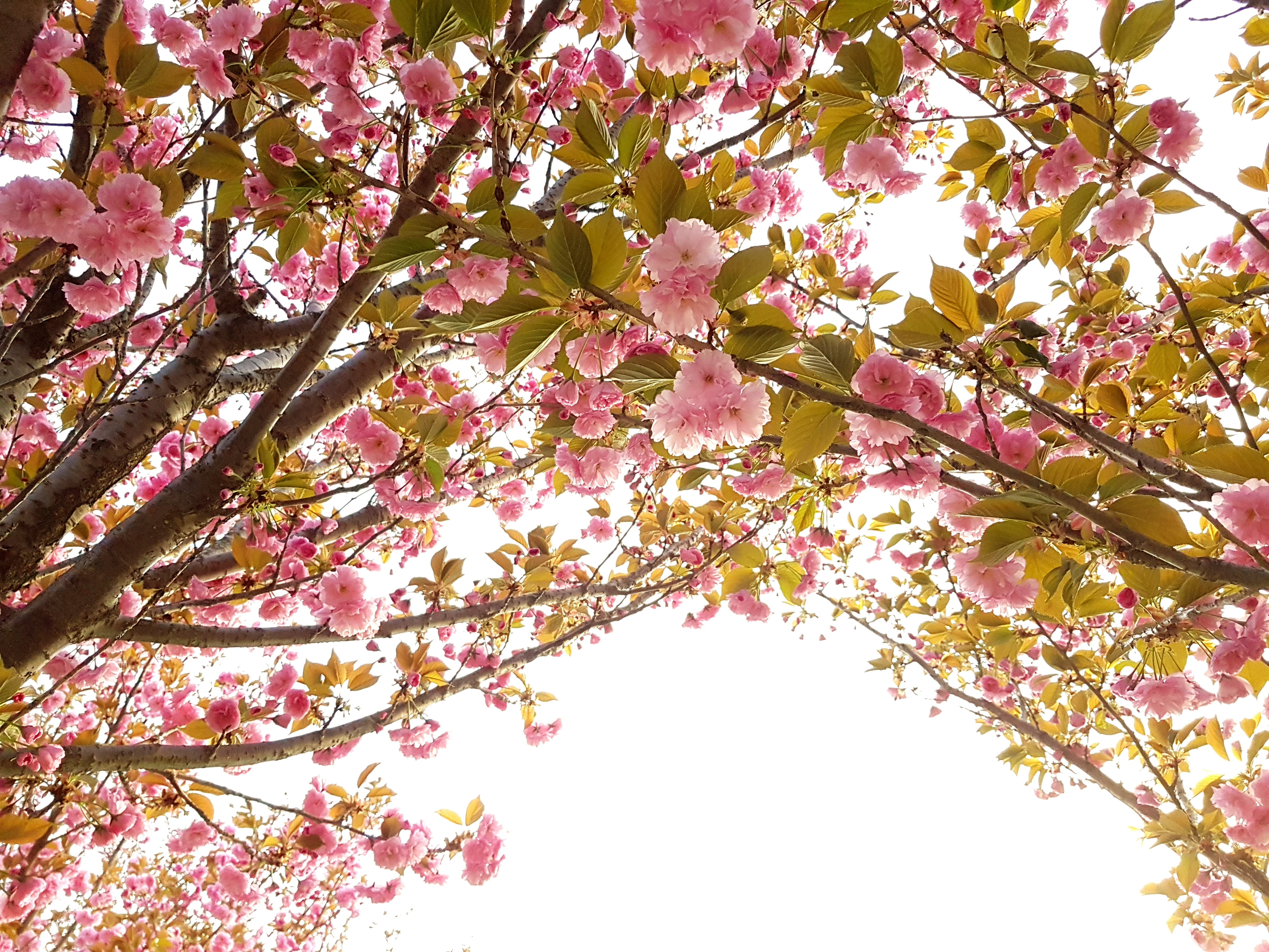 day, no people, branch, vulnerability, beauty in nature, pollen, cherry blossom, freshness, geranium, springtime, peony, cherry tree, tissue, outdoors, HD Wallpaper