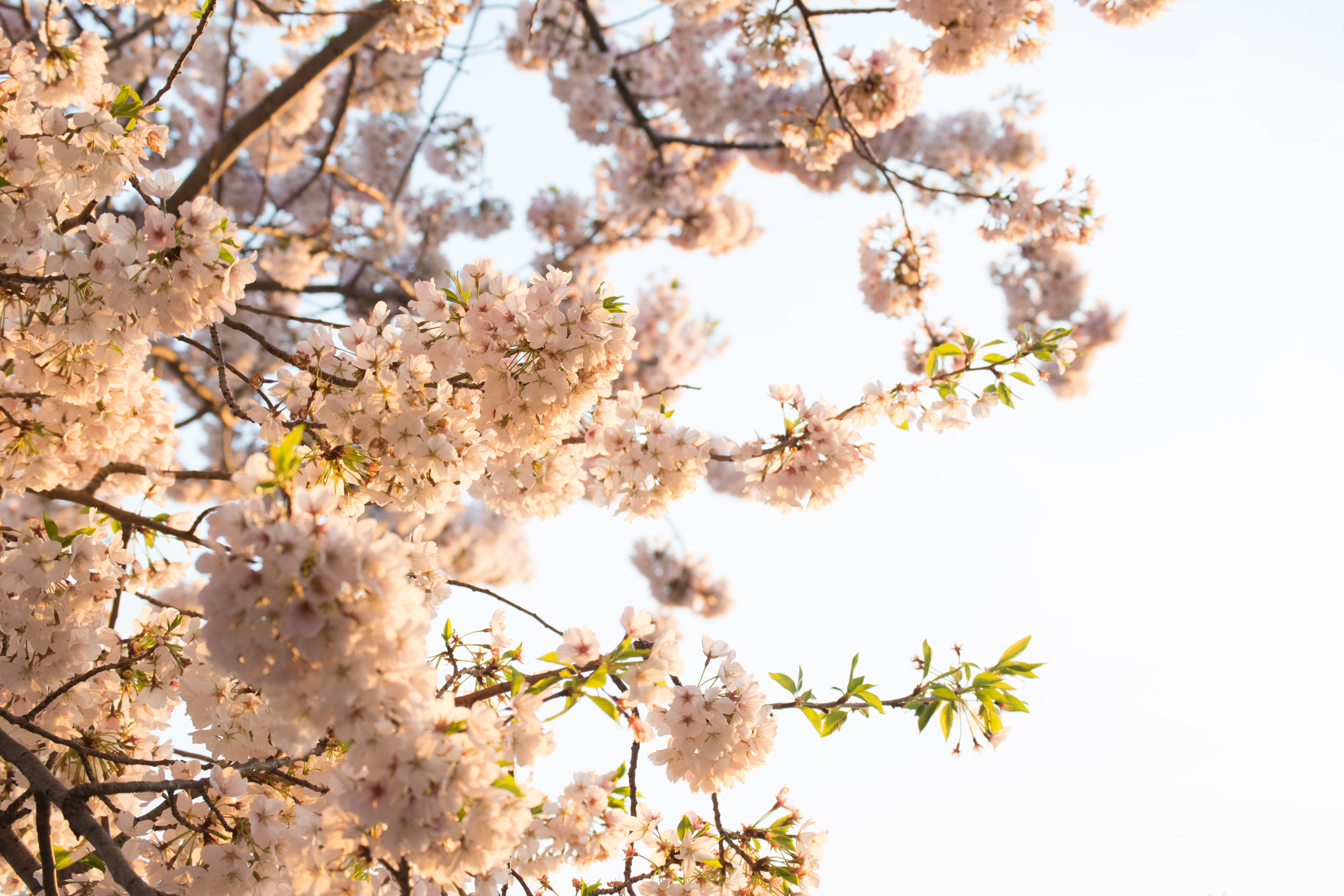 blossom, geranium, tree, freshness, no people, pink, vulnerability, long sleeve, crocus, sleeve, close-up, cherry blossom, aster, springtime, day, 5K, HD Wallpaper