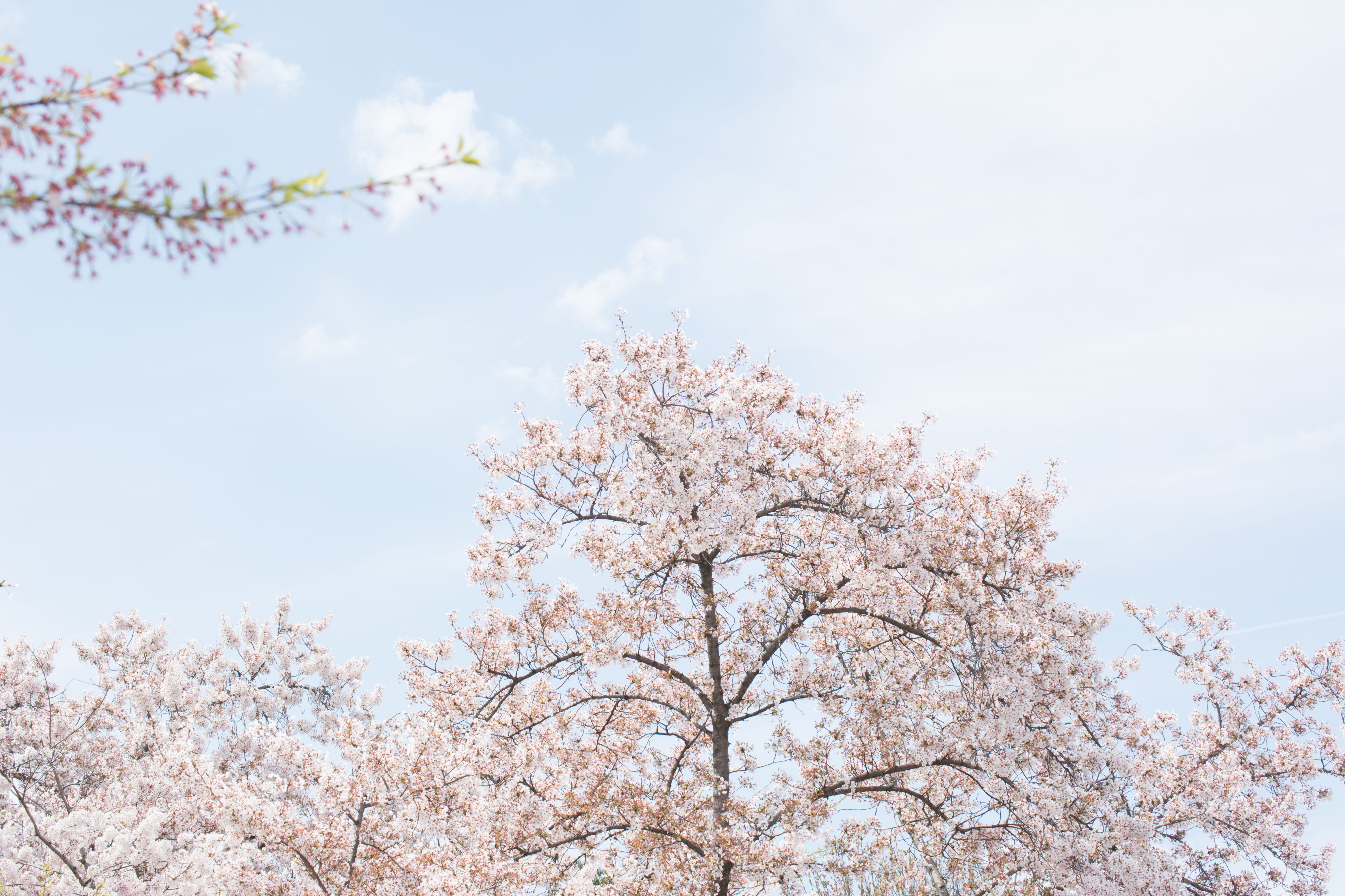 sky, geranium, springtime, nature, beauty in nature, flowers, accessory, cherry tree, plant, festival, accessories, flowering plant, flower, fruit tree, HD Wallpaper