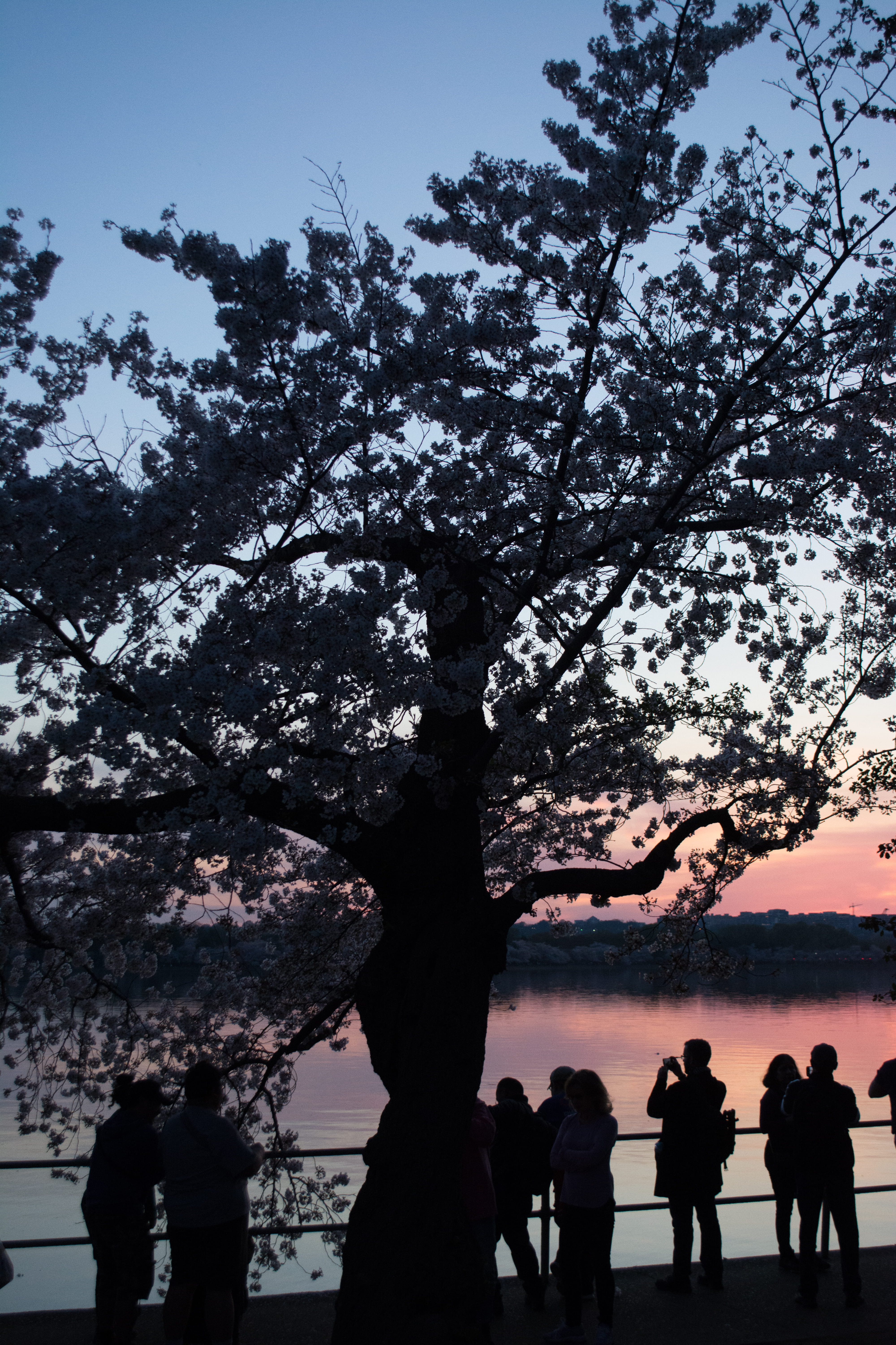 cherry blossom, real people, leisure activity, pier, sunlight, standing, dock, water, waterfront, tree trunk, women, festival, group of people, lake, silhouette, Phone HD Wallpaper