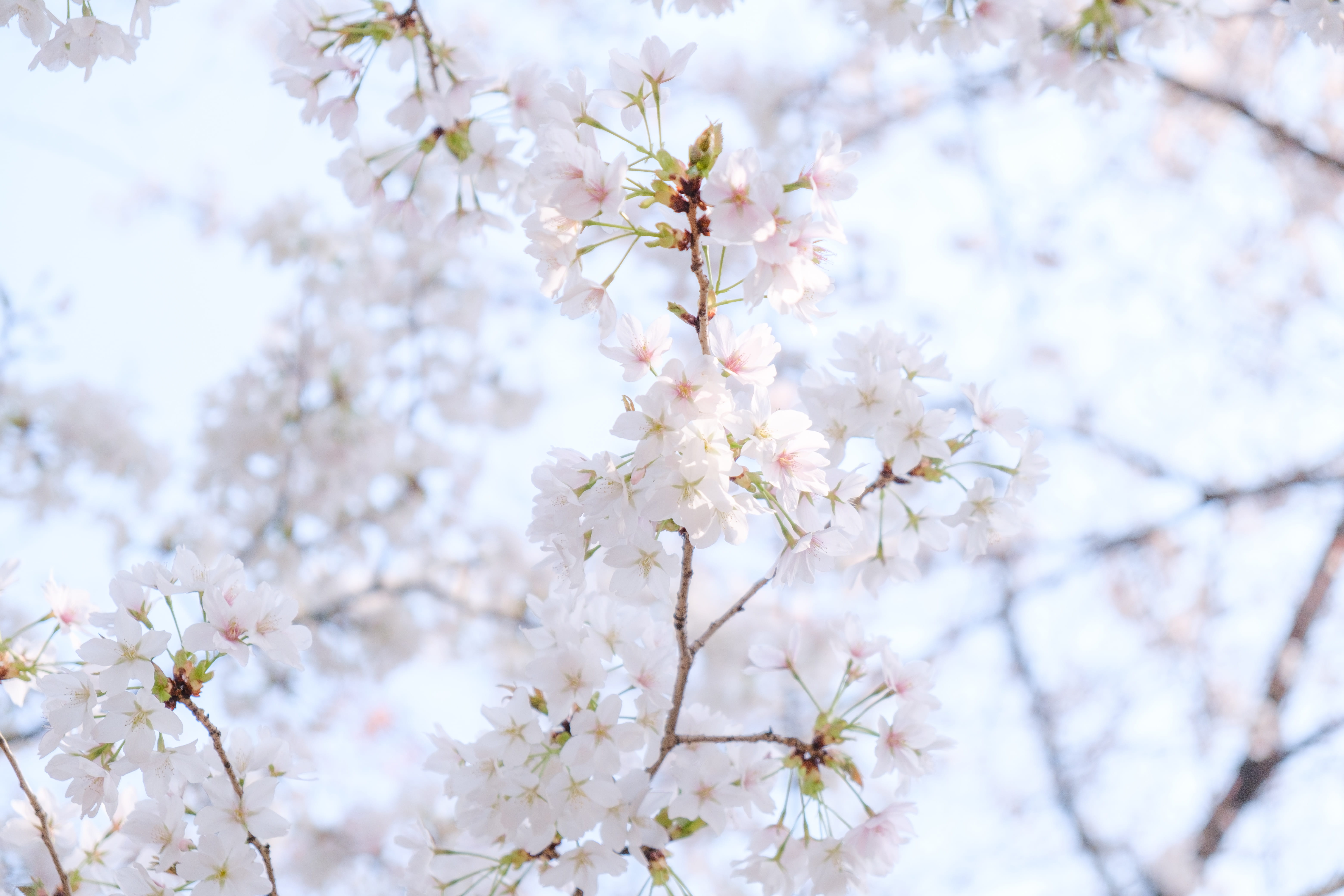 spring, crowd, cherry blossom, vulnerability, aster, beauty in nature, hood, 5K, fruit tree, flower head, daisies, springtime, daisy, branch, white color, HD Wallpaper