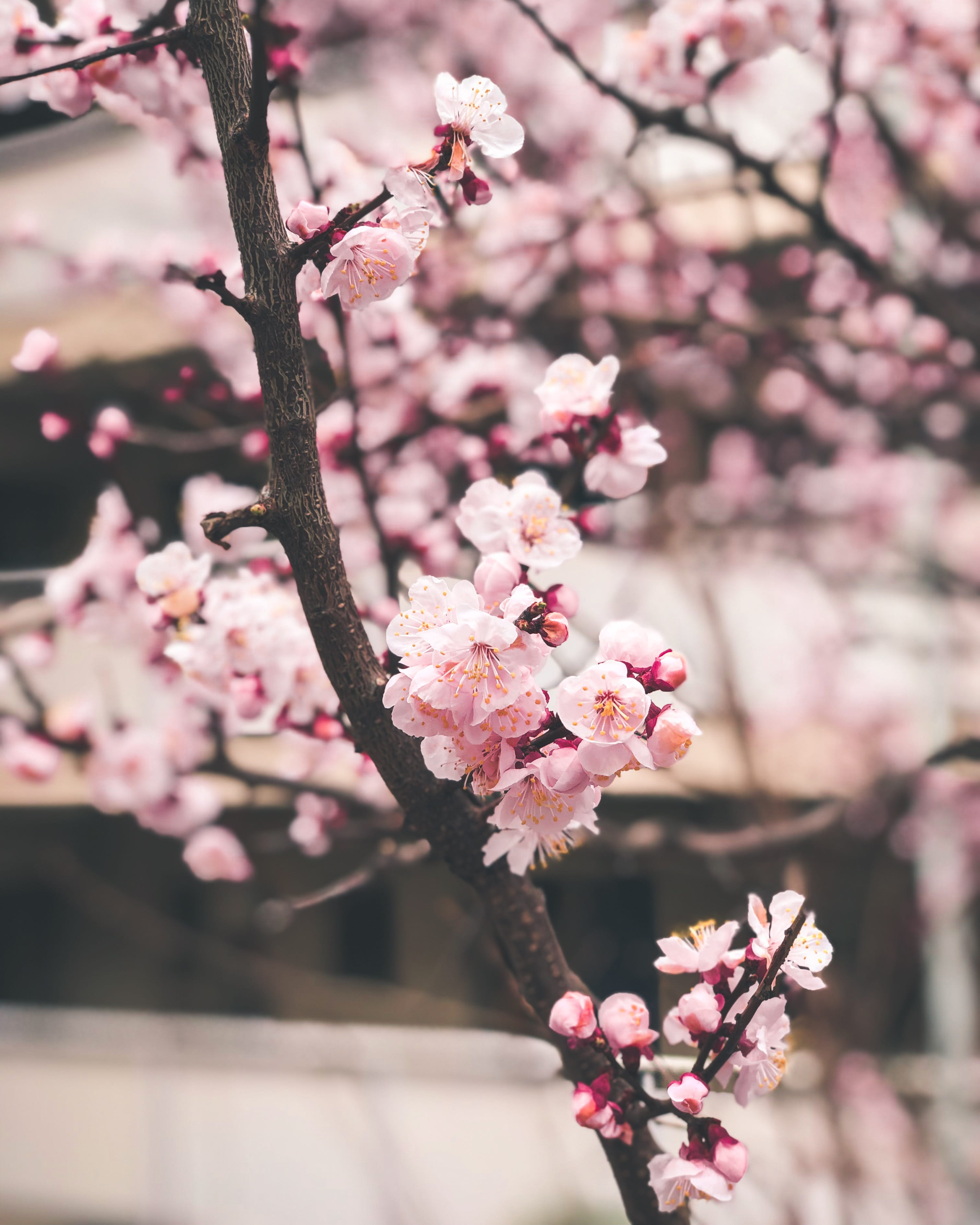 growth, peony, freshness, produce, spring, sakura, japan, flower head, day, pollen, no people, branch, ditch, vulnerability, shibuya city, blossom, cherry tree, Phone HD Wallpaper