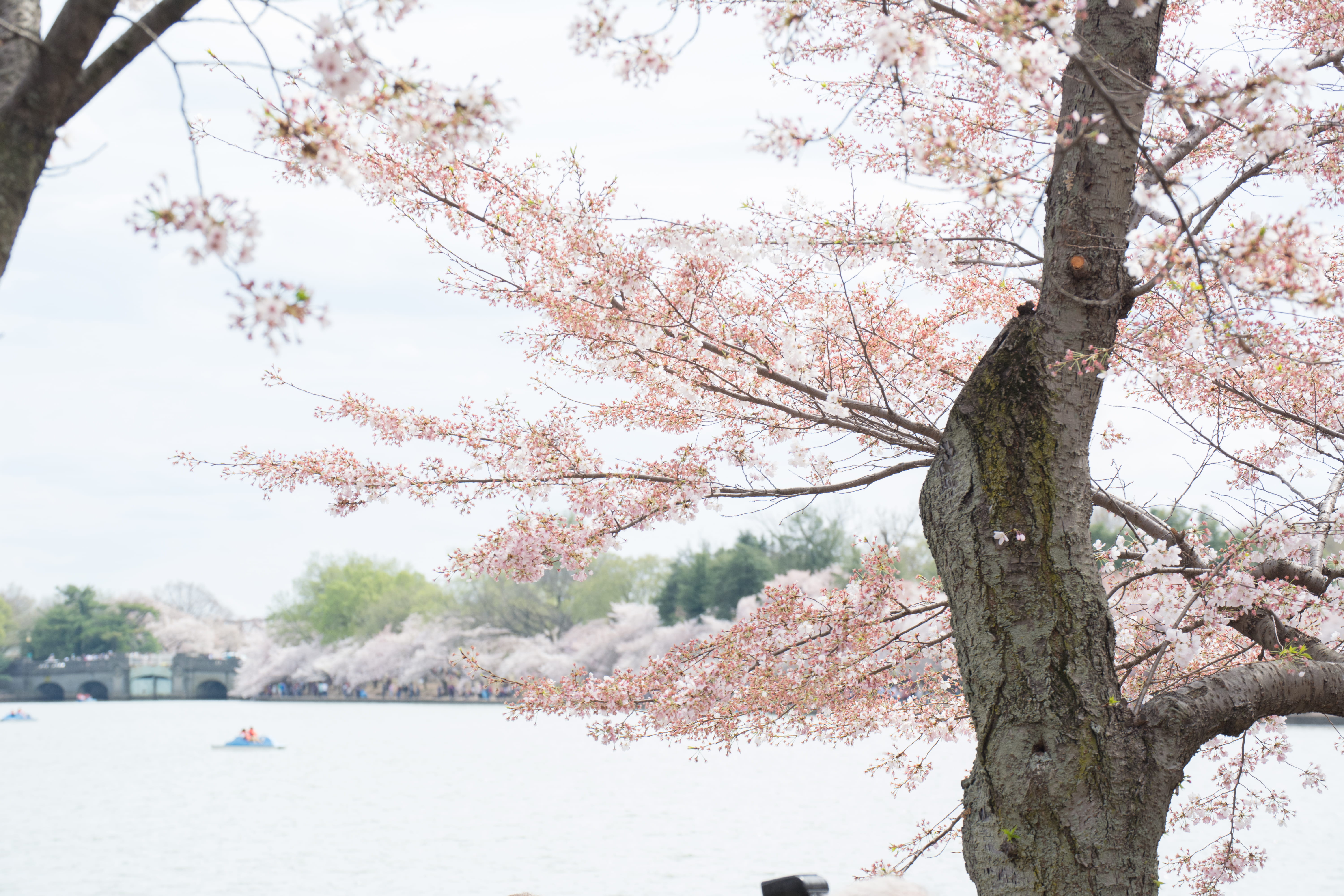 lake, cherry blossoms, boat, 5K, cherry tree, growth, flowering plant, day, nature, blossom, petal, tree trunk, long sleeve, springtime, tree, flower, HD Wallpaper