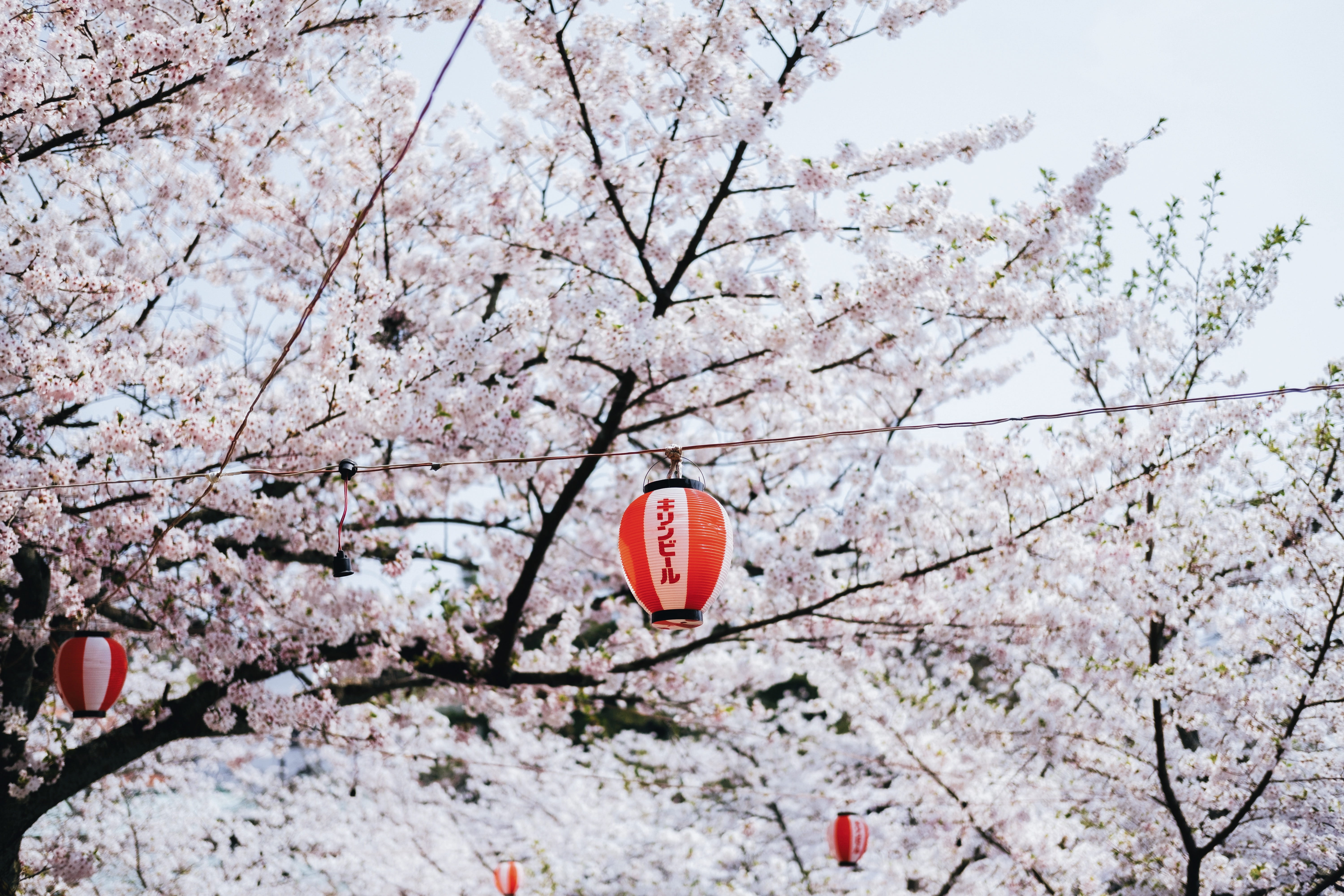 growth, accessories, outdoors, aircraft, communication, springtime, day, cherry blossom, goggles, beauty in nature, blossom, no people, scenery, close-up, HD Wallpaper
