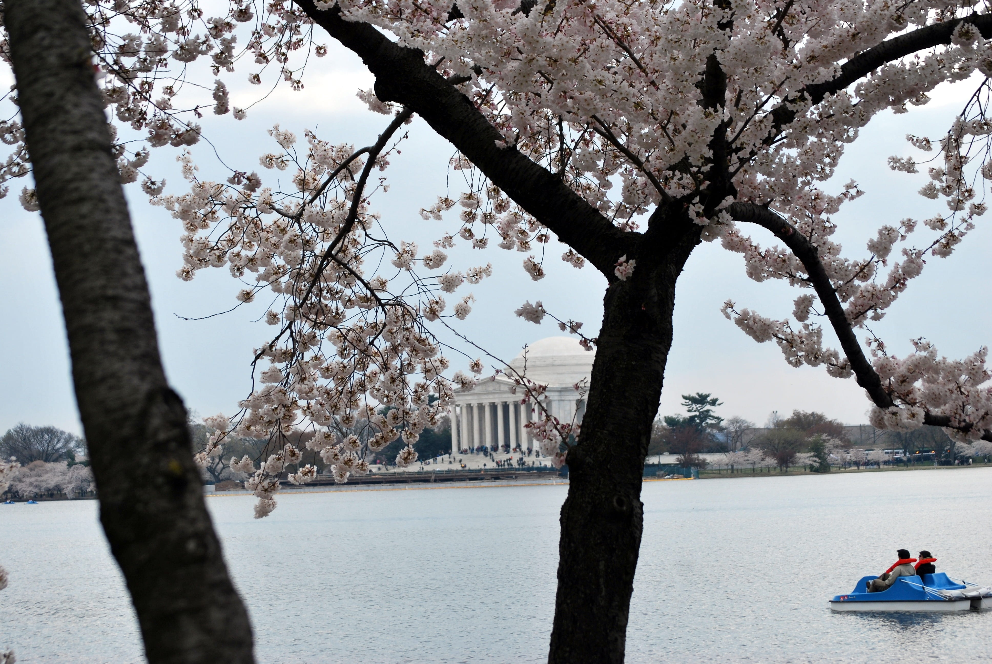 trunk, built structure, cherry blossom, growth, tree, cherry, leisure activity, sky, outdoors, branch, springtime, blossom, flower, 4K, jefferson, memorial, HD Wallpaper