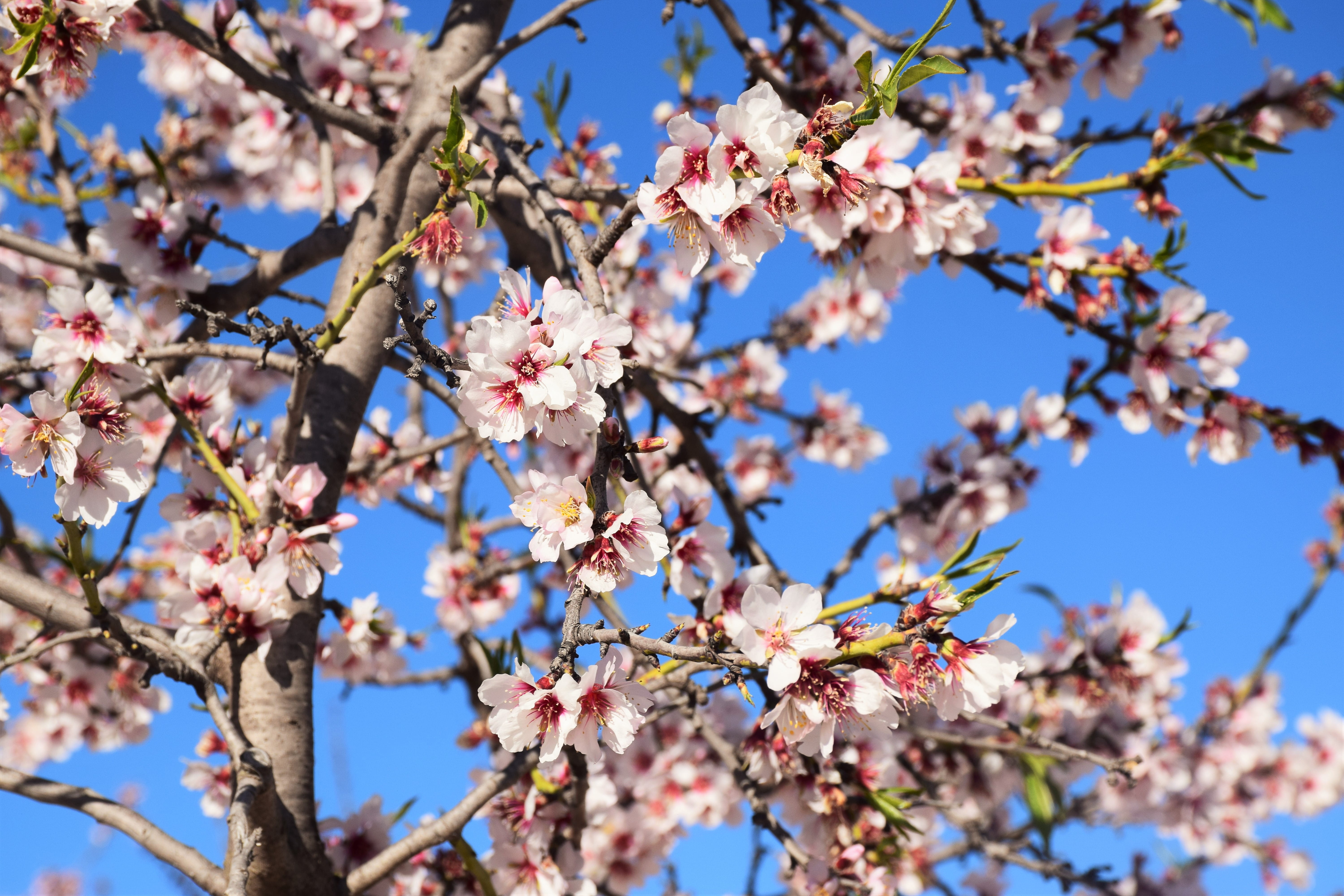 ditch, sunlight, peony, summer, plant, blossom, growth, 5K, tree, blue, petal, branch, cherry tree, sky, flower, floracion, cherry blossom, pink color, HD Wallpaper