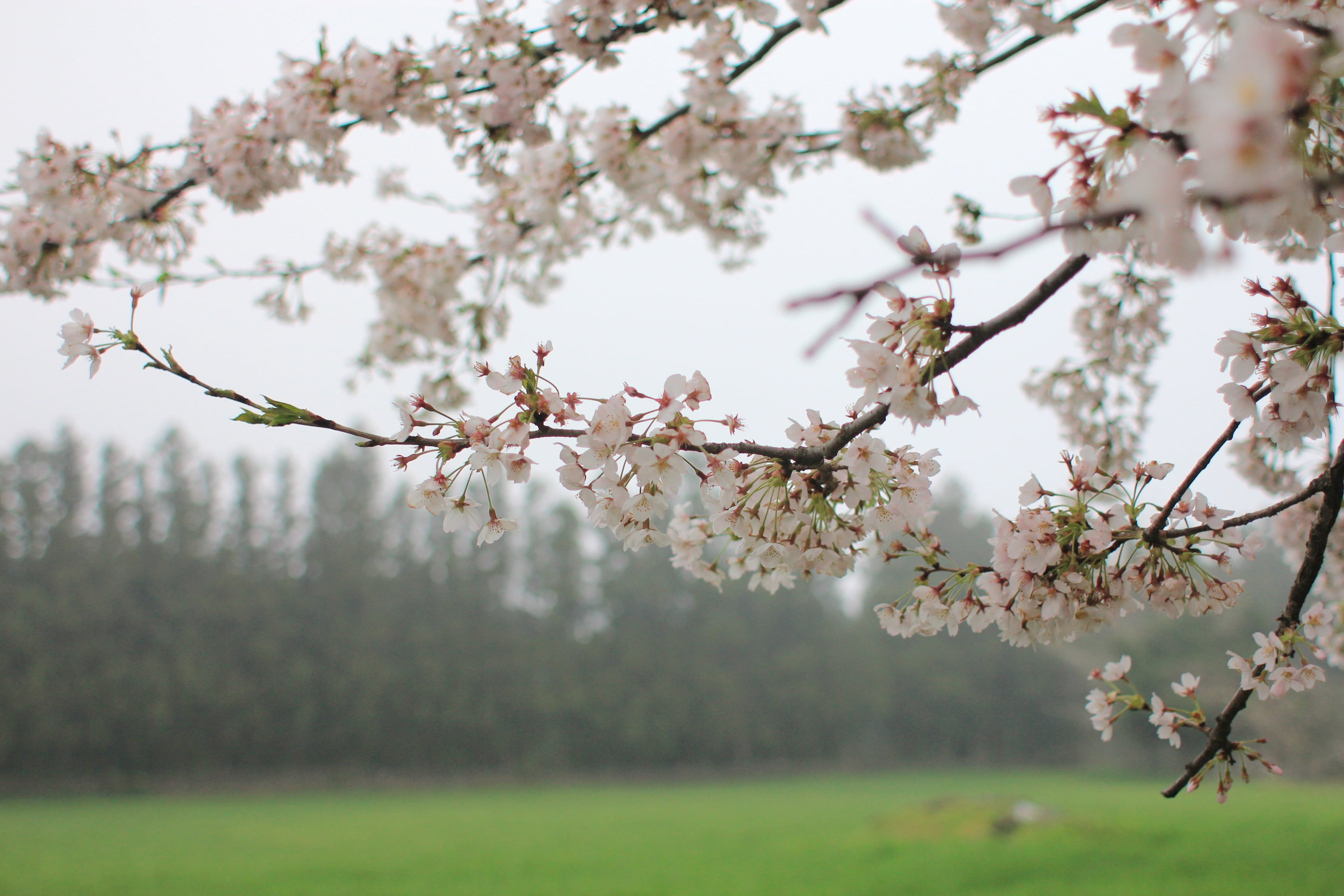 blue sky, 2K, pink flower, tree, out of focus, vulnerability, flowering plant, landscape, day, close-up, pink color, focus on foreground, blossom, break, HD Wallpaper
