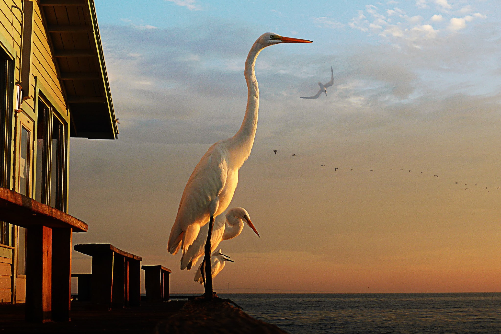 sea, birds, photography, cloud - sky, egret, animal wildlife, architecture, sky, flying, animals, vertebrate, horizon, horizon over water, no people, nature, HD Wallpaper