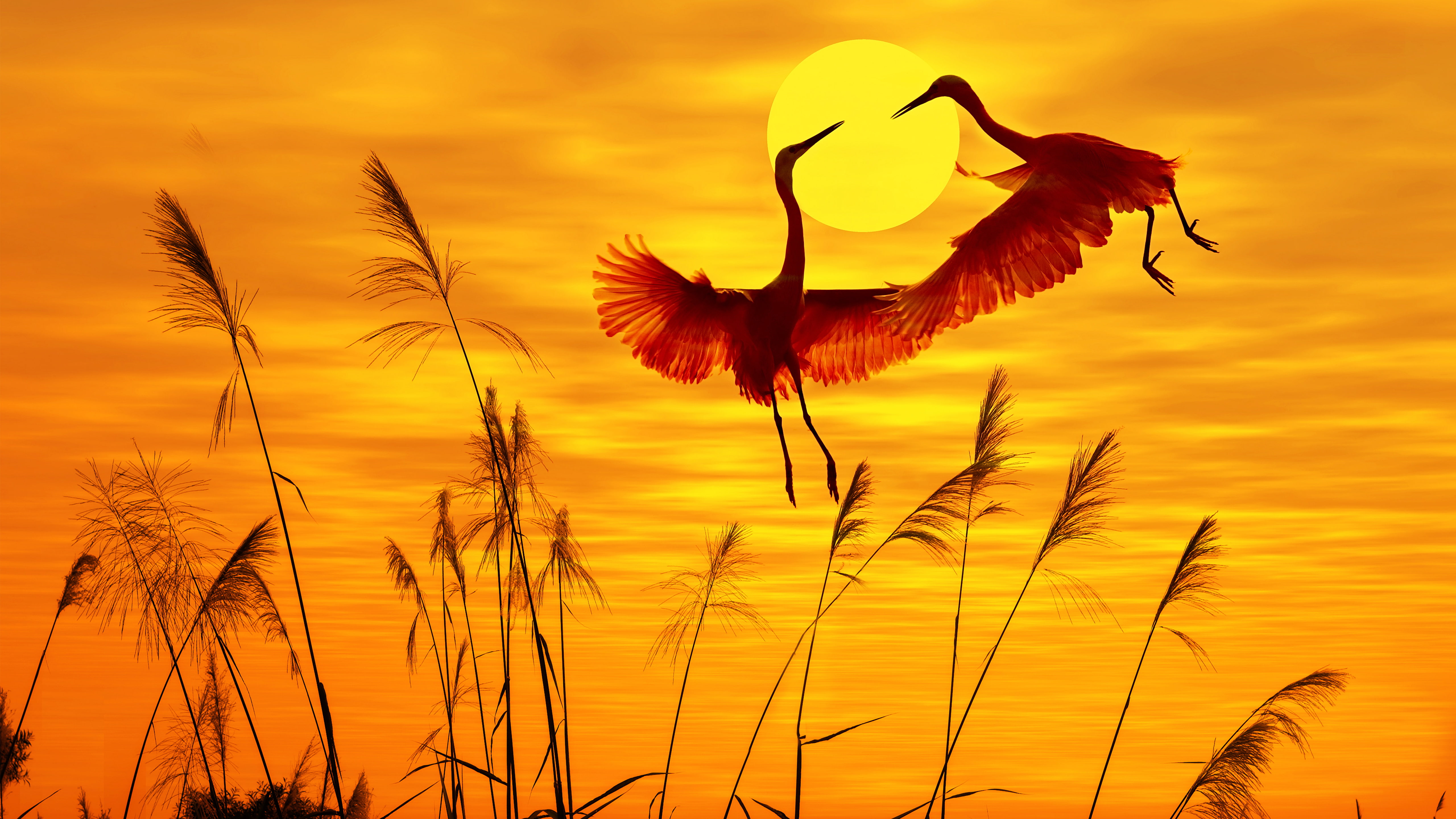 Sunset, 5K, Birds, Egrets, Dusk, 5K, HD Wallpaper