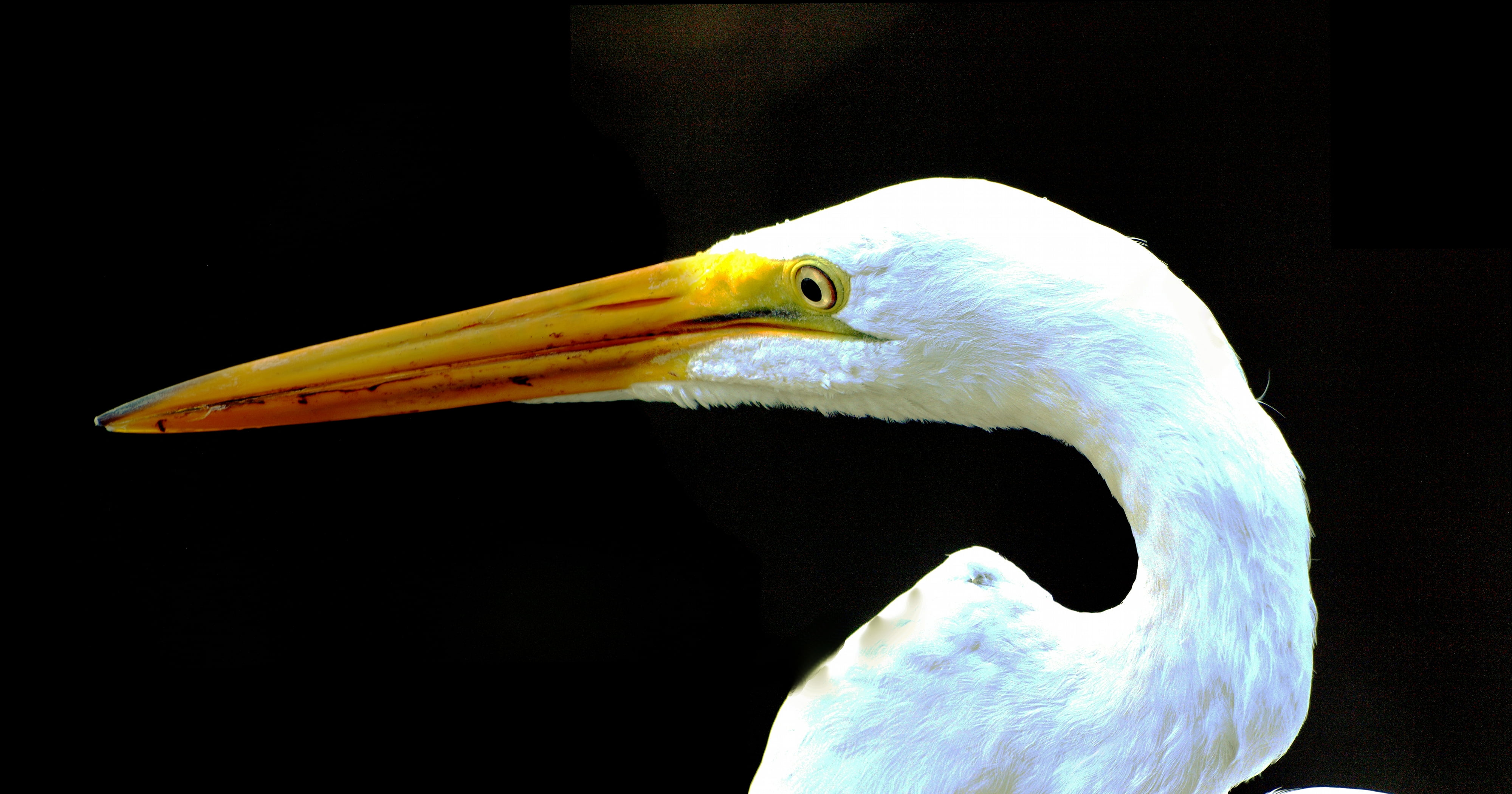 4K, Everglades National Park, Great Egret, focus, beak, bird, nature, wildlife, egret, great, Ardea alba, photography, animal, Shark Valley, HD Wallpaper