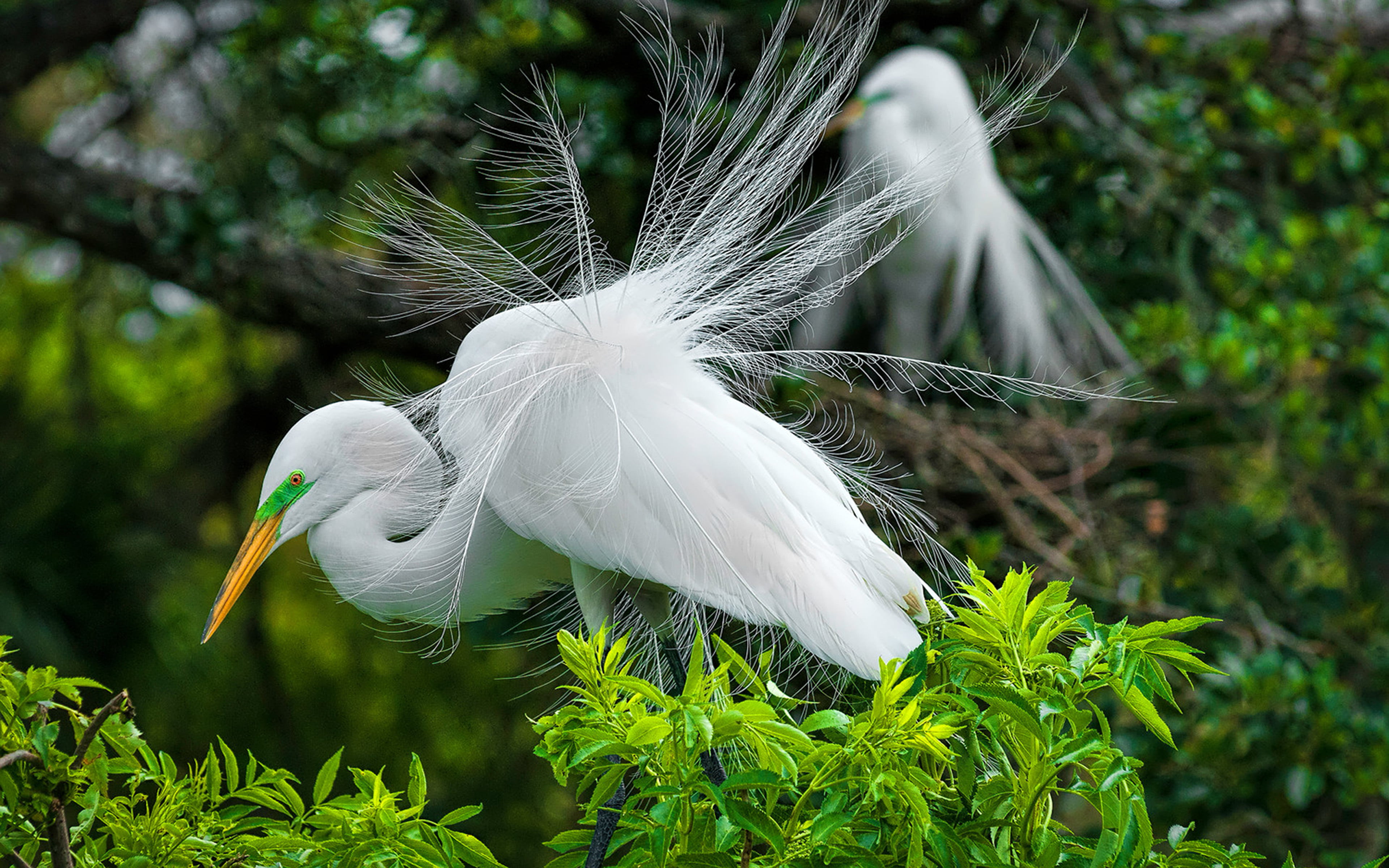 pics, animal wildlife, close-up, nature, great egret, beauty in nature, one animal, 4K, white color, vertebrate, animals in the wild, island, HD Wallpaper