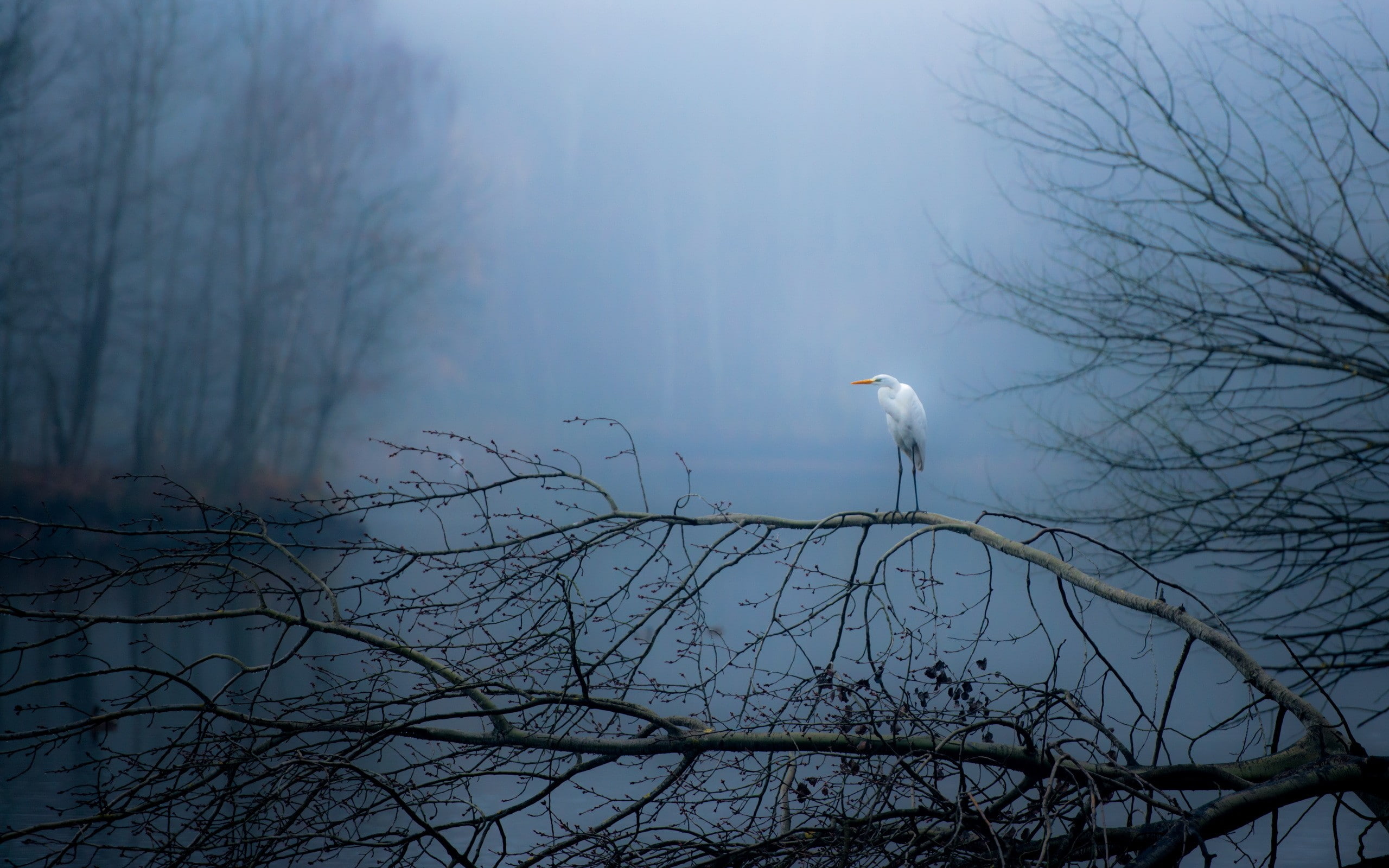 animal wildlife, nature, bird, vertebrate, outdoors, branch, egret, animals in the wild, bare tree, white color, eagle, 2K, animal themes, tree, animals, HD Wallpaper