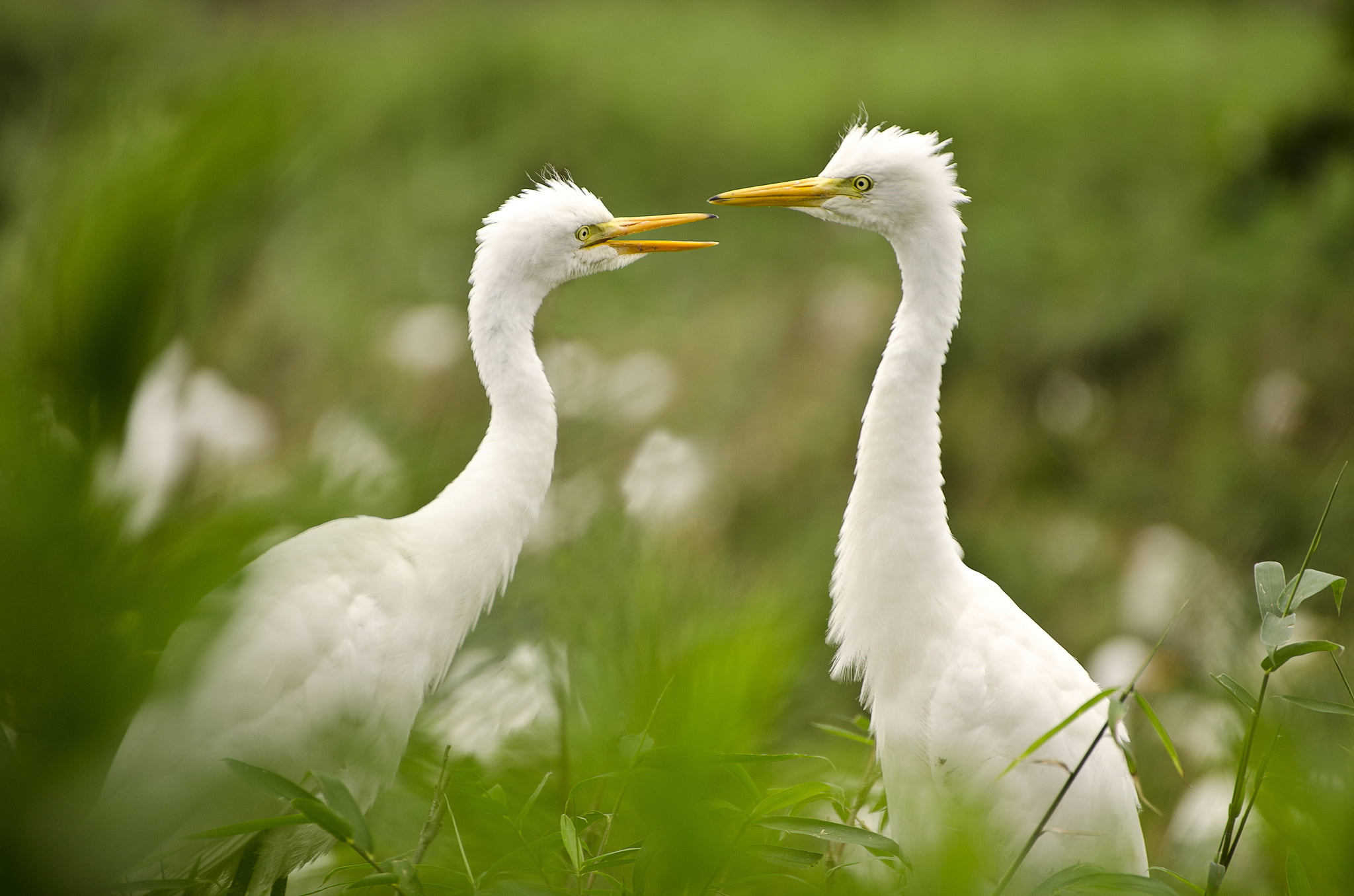 1080P, animal themes, vertebrate, egret, animals in the wild, animal neck, animal wildlife, group of animals, animal, plant, green color, field, birds, HD Wallpaper