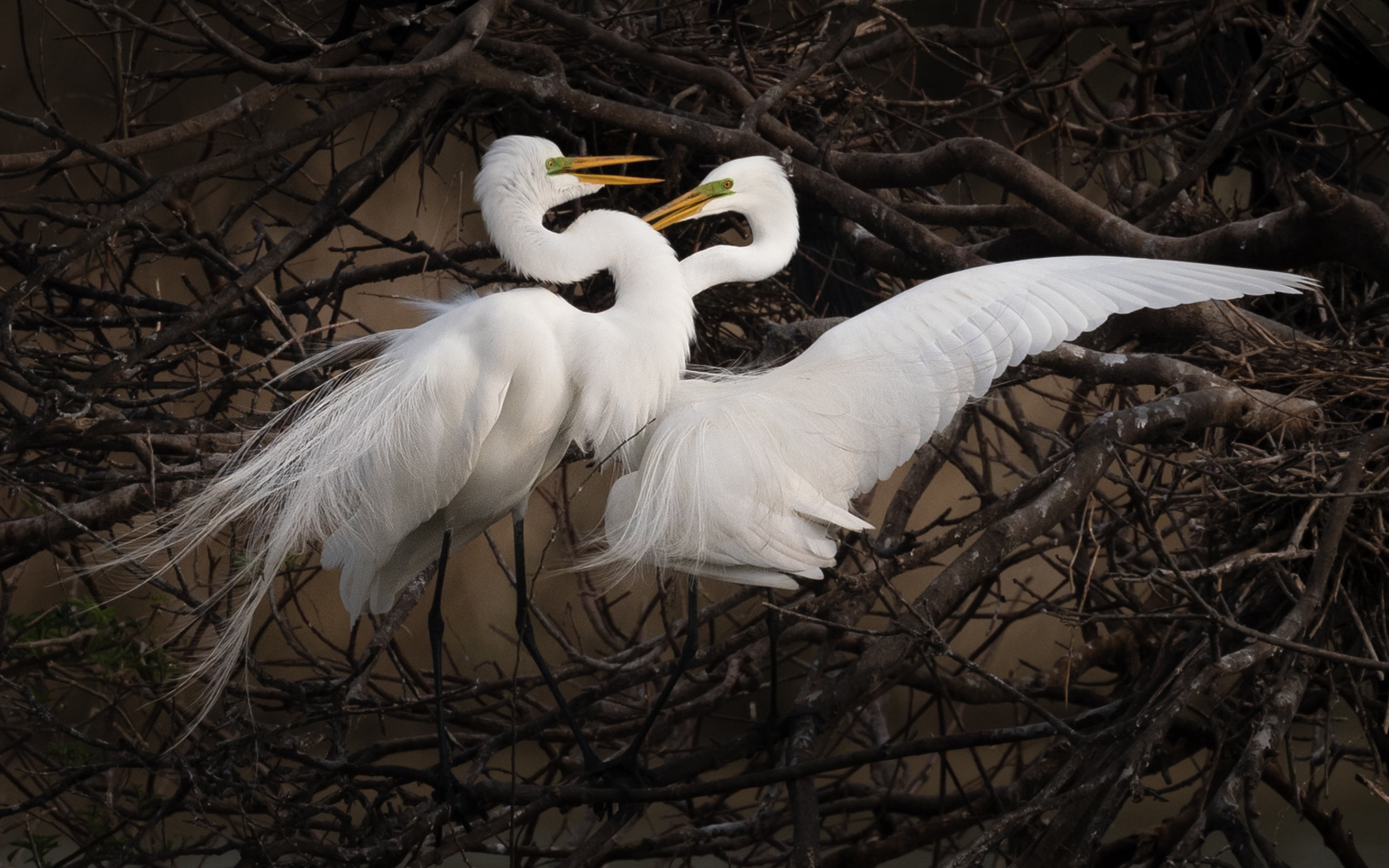egrets, group of animals, nature, no people, animal nest, vertebrate, branch, plant, two animals, season, outdoors, animals in the wild, animal themes, HD Wallpaper