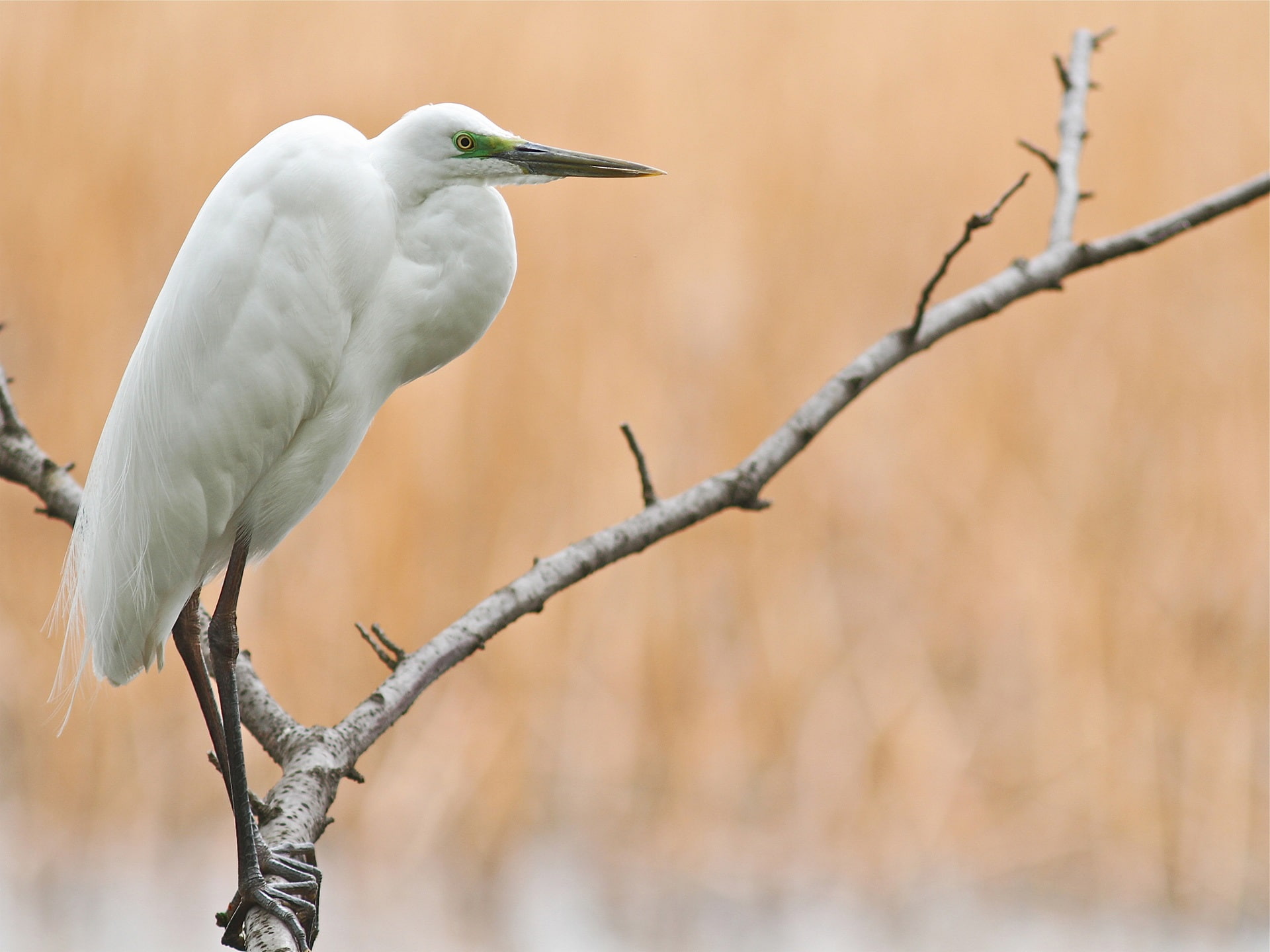 Tree, Egret, 1080P, Bird, Branch, HD Wallpaper