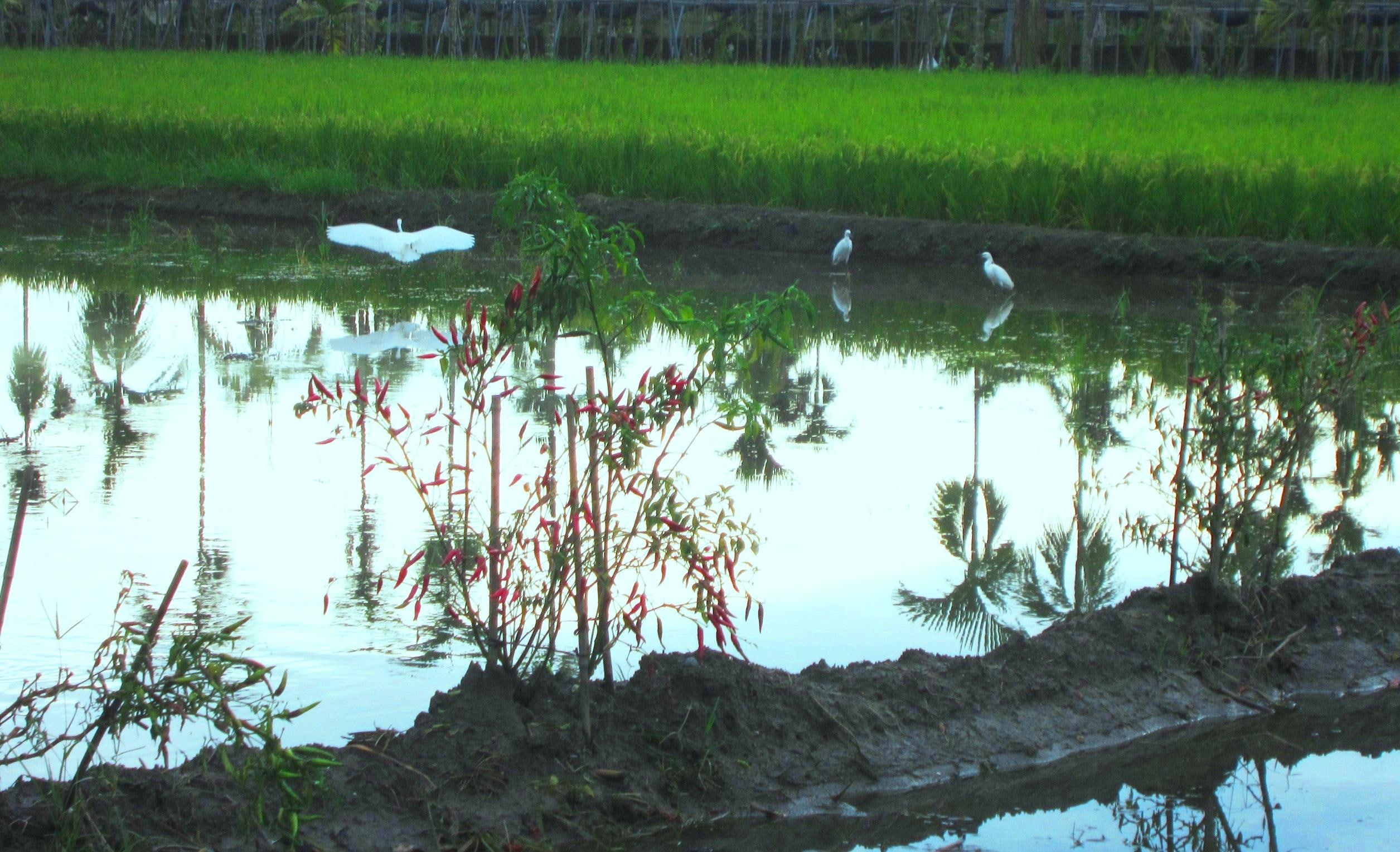 paddy fields, nature and landscapes, the snowy egret, paddy, scenery, 1080P, clear reflection, fields, HD Wallpaper