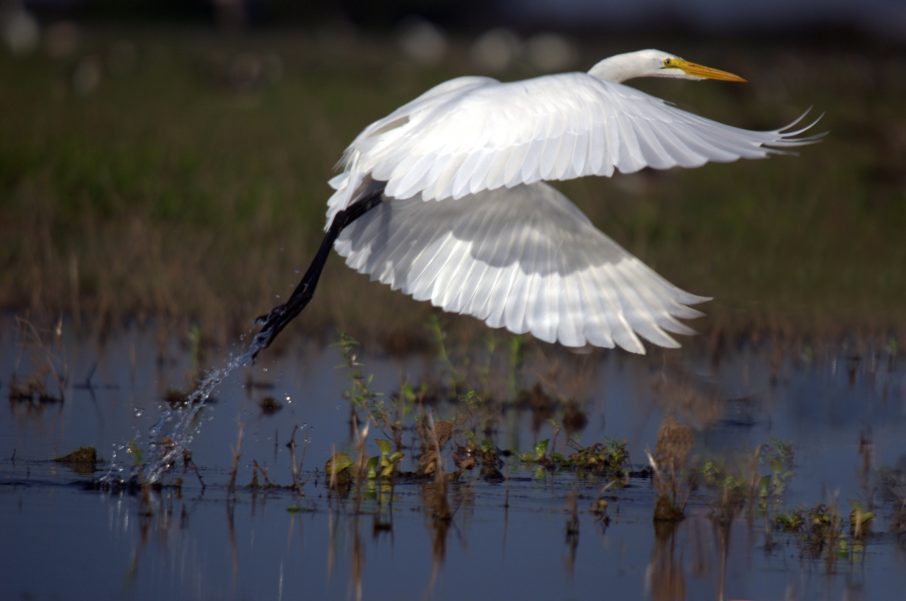 flapping, no people, wildlife, nature, water, animals in the wild, spread wings, day, ardea alba, animal themes, focus on foreground, swamp, venezuela, HD Wallpaper