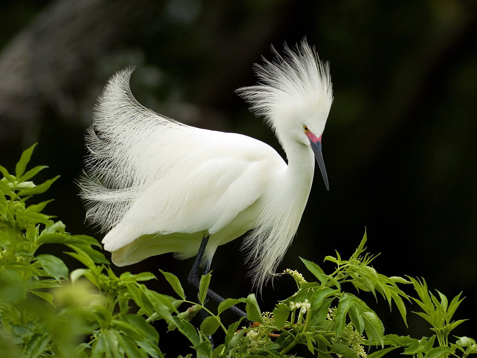 egret, snowy, 720P, breeding, plumage, HD Wallpaper