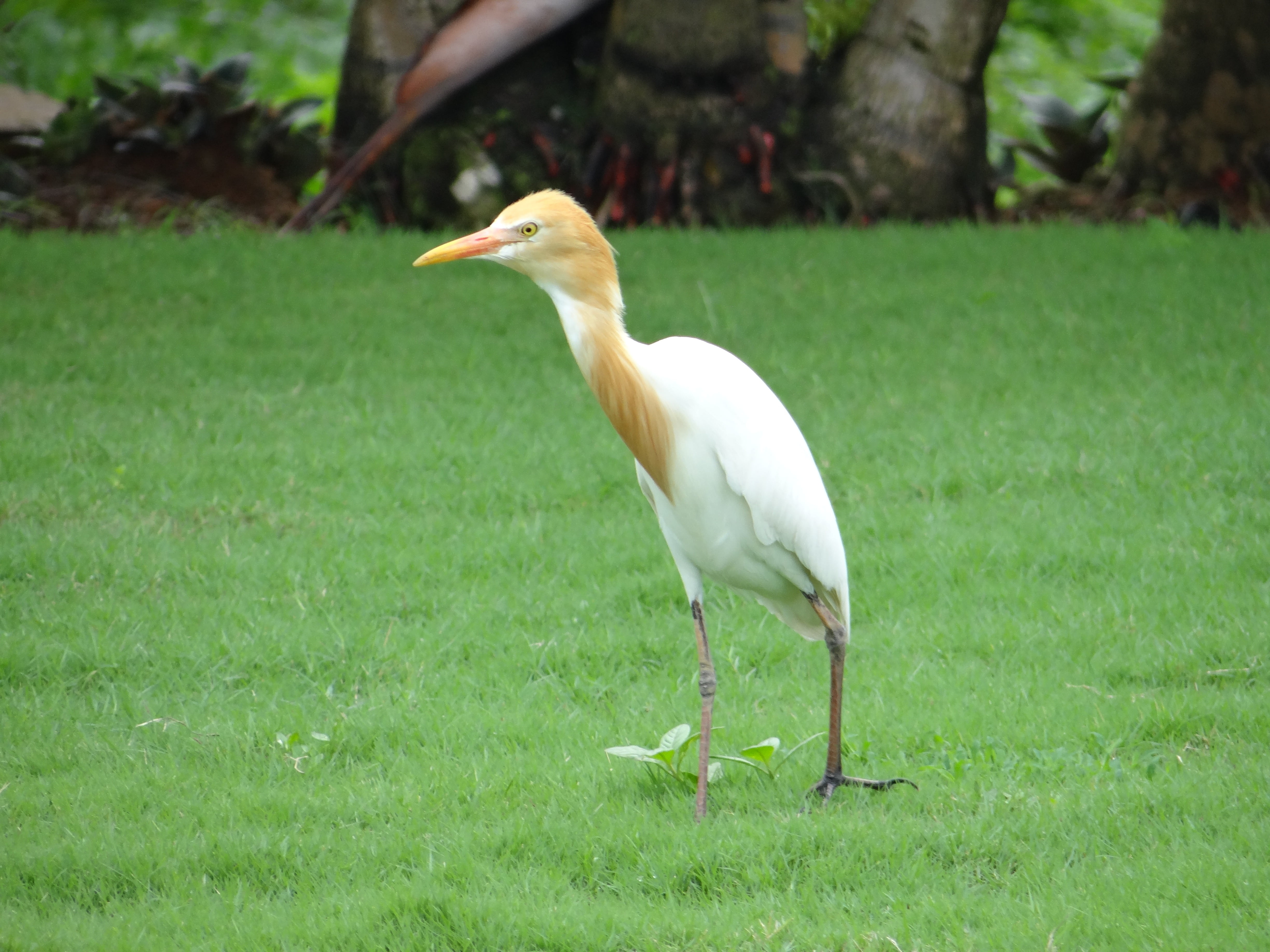 outdoors, focus on foreground, bird, 4K, animal wildlife, plant, beak, white color, animal themes, vertebrate, karnataka, stork, animals in the wild, white, HD Wallpaper