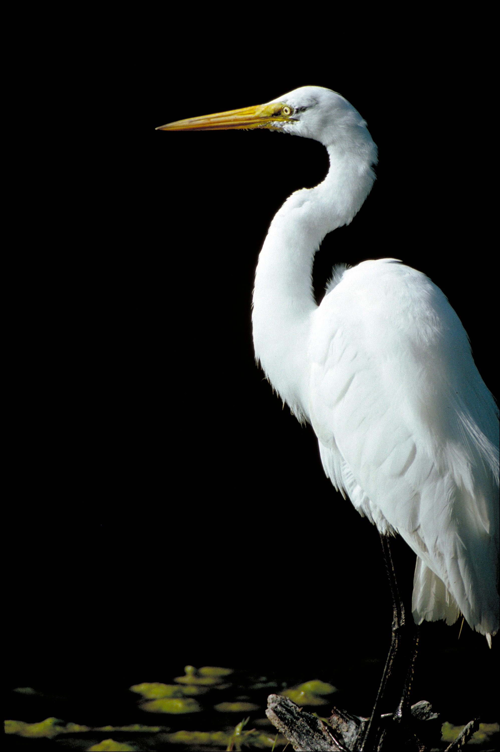 wetlands, one animal, nature, close-up, all white, waterfowl, side view, lake, animal themes, animal neck, casmerodius albus, vertebrate, plumage, no people, Phone HD Wallpaper