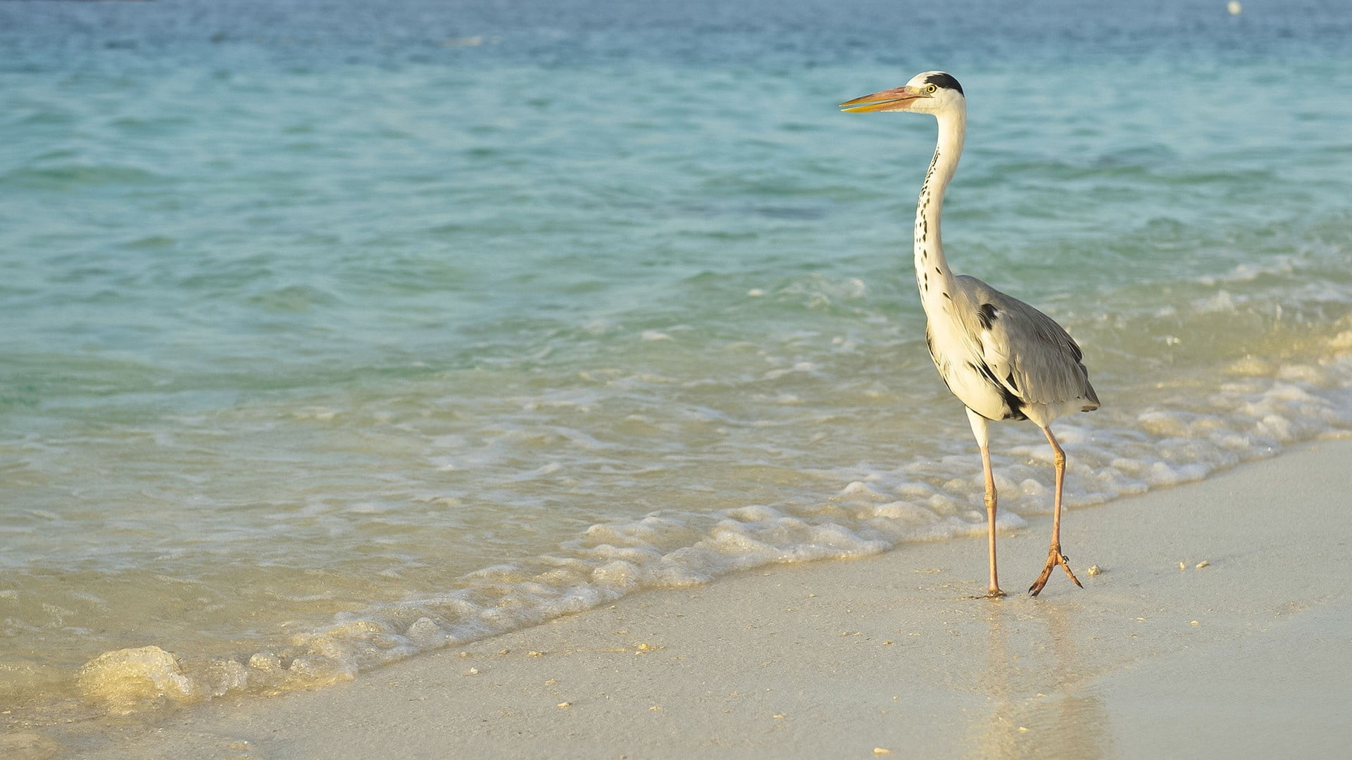 wading, long legs, water bird, no People, wildlife, day, outdoors, 1080P, florida - Usa, coastline, vertebrate, bird, animals In The Wild, one animal, HD Wallpaper