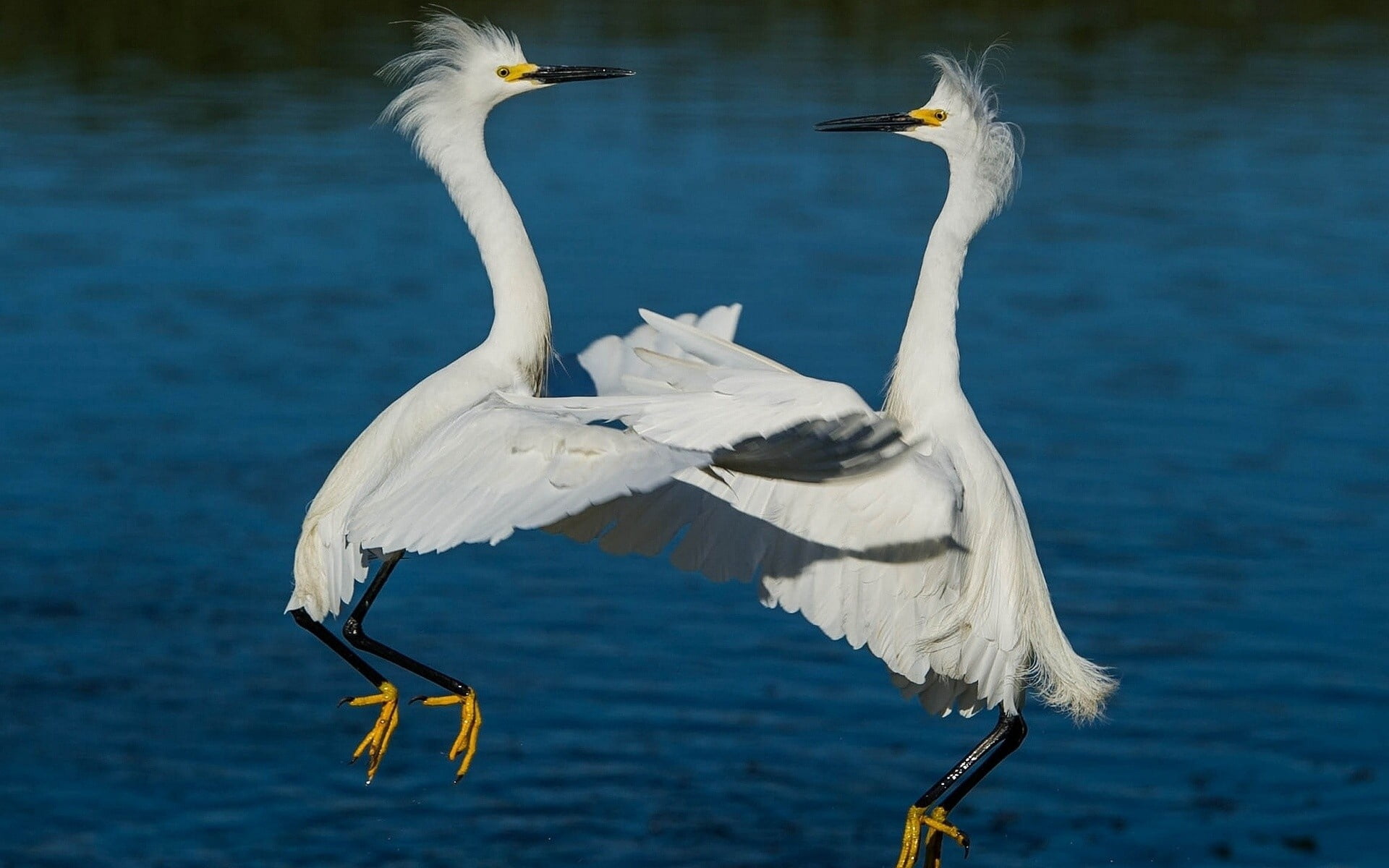 bird, animals in the wild, two animals, white color, group of animals, animal themes, couple, vertebrate, animal, waterfront, river, 1080P, herons, focus on foreground, HD Wallpaper