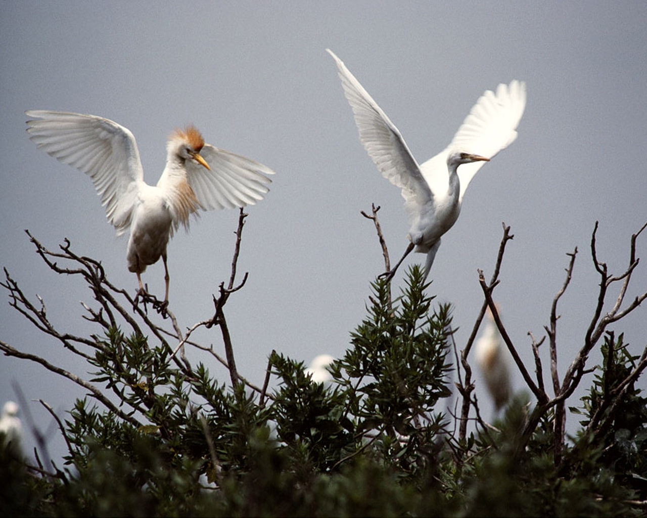 1975, united, cattle egrets, hd, egrets, birds, 720P, cattle, states, united states, animals, HD Wallpaper