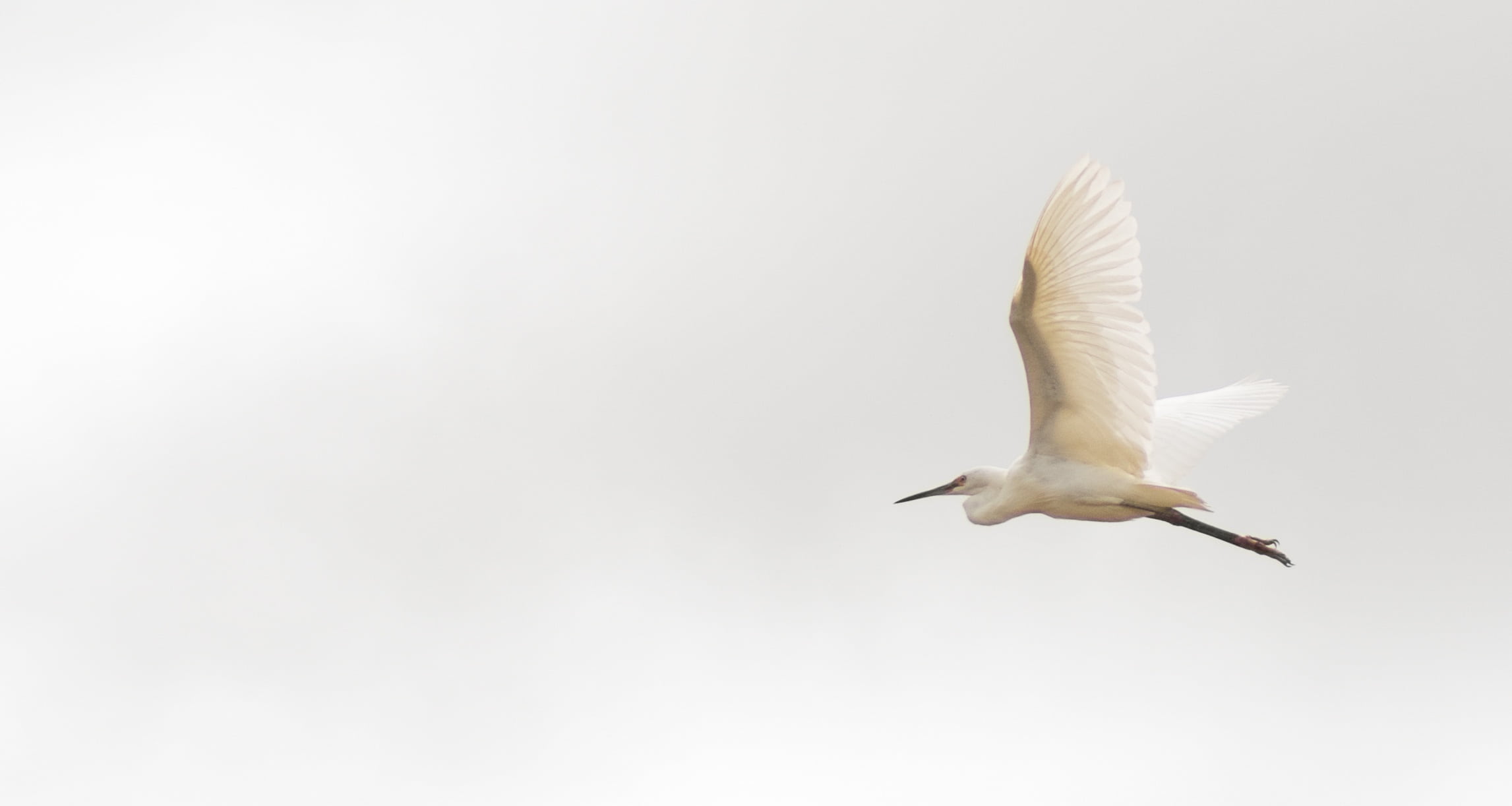 day, one animal, animal, animal body part, searching, animals in the wild, heron, animal themes, nature, animal wildlife, wildlife, full length, copy space, HD Wallpaper