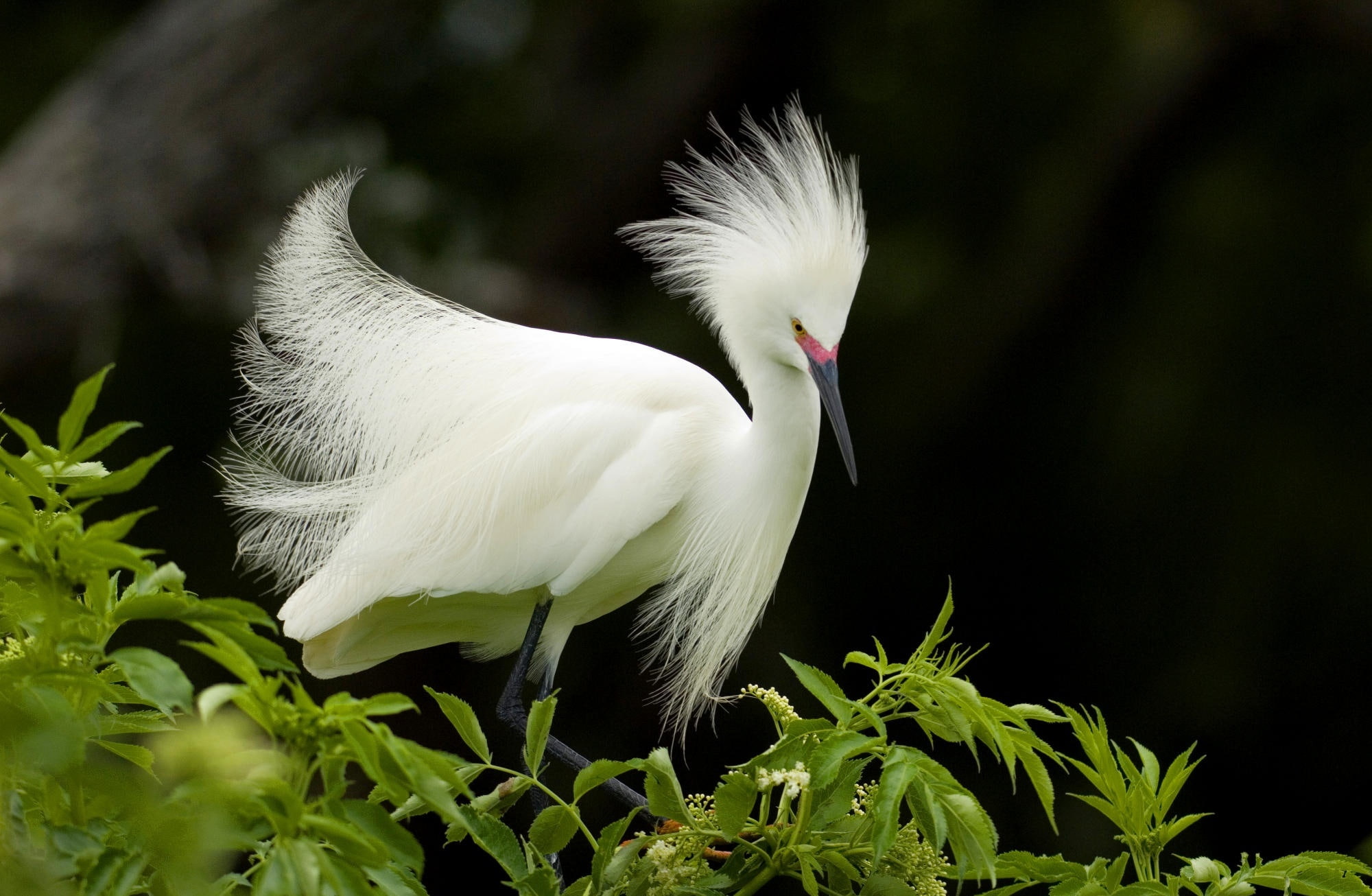 close-up, white, Plumage, Breeding, Animals, 1080P, stork, Snowy, animals in the wild, bird, day, nature, leaf, green color, beak, plant, no people, animal, HD Wallpaper